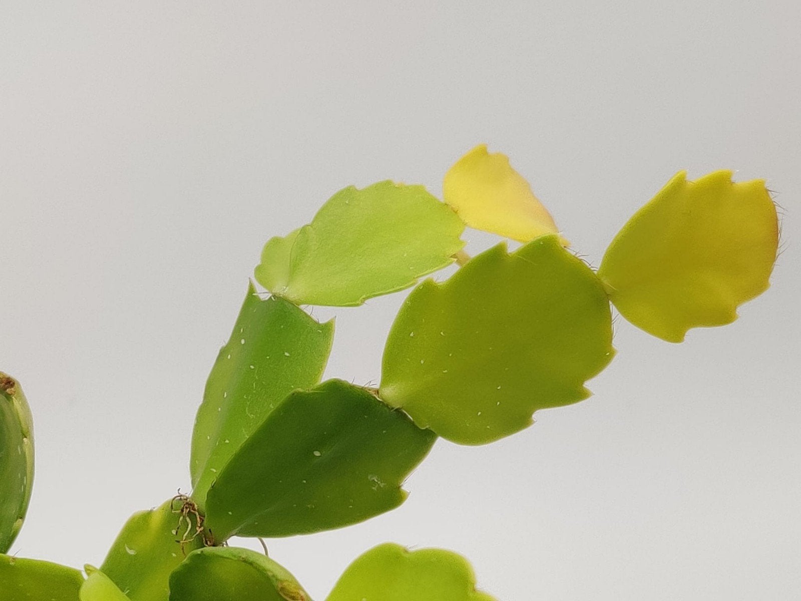 Schlumbergera 'Cristen' aurea variegata stek ongeworteld, Verzenden, Halfschaduw, Minder dan 100 cm