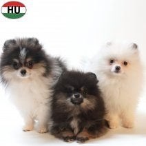 Keesje, pups te koop, Keeshond, 15 weken tot 1 jaar, Handelaar, Buitenland
