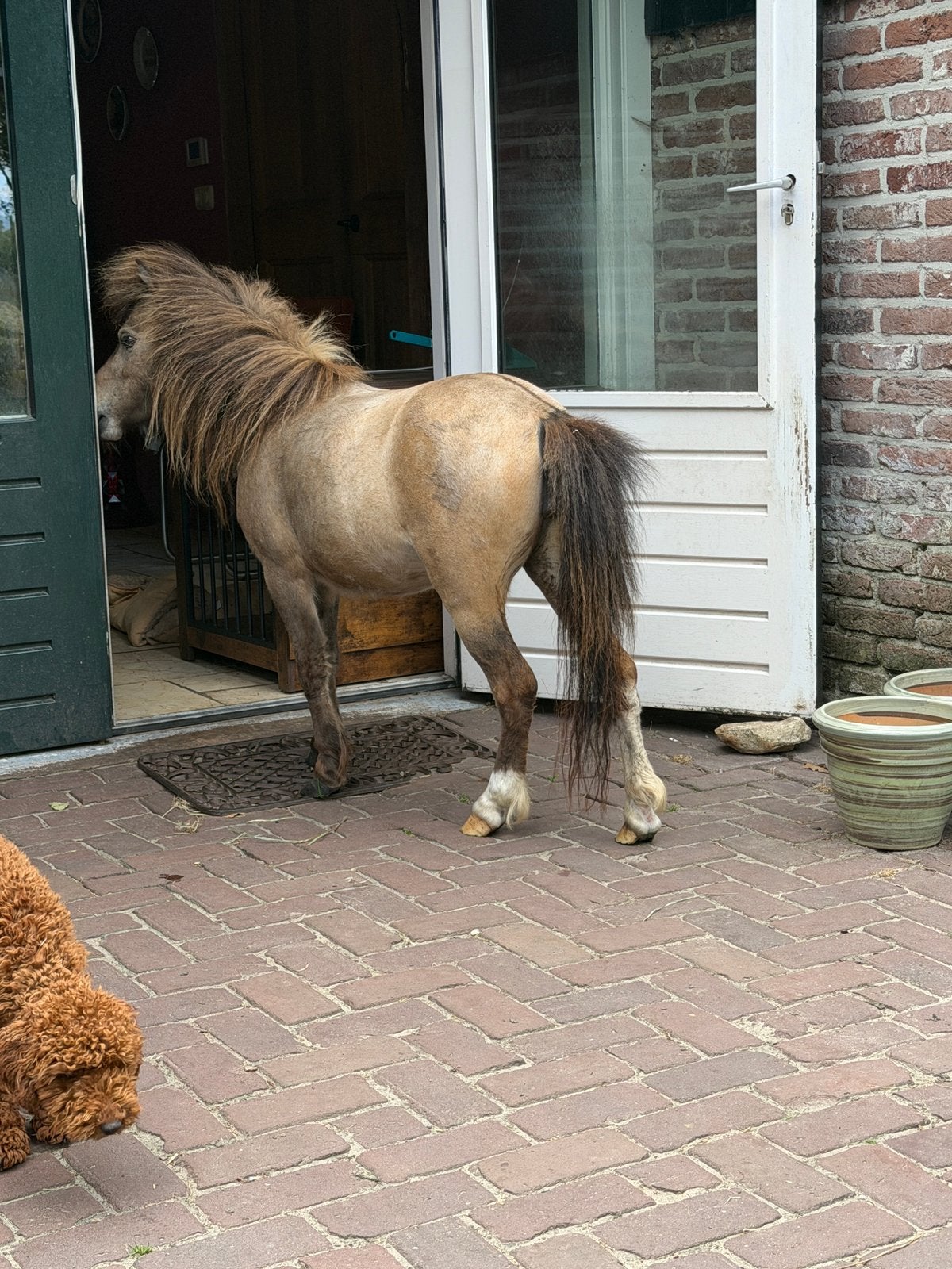 Luxe buckskin merrie – Amerikaanse Miniatuur met AMHA-papier, Merrie, Minder dan 160 cm, Gechipt, 0 tot 2 jaar
