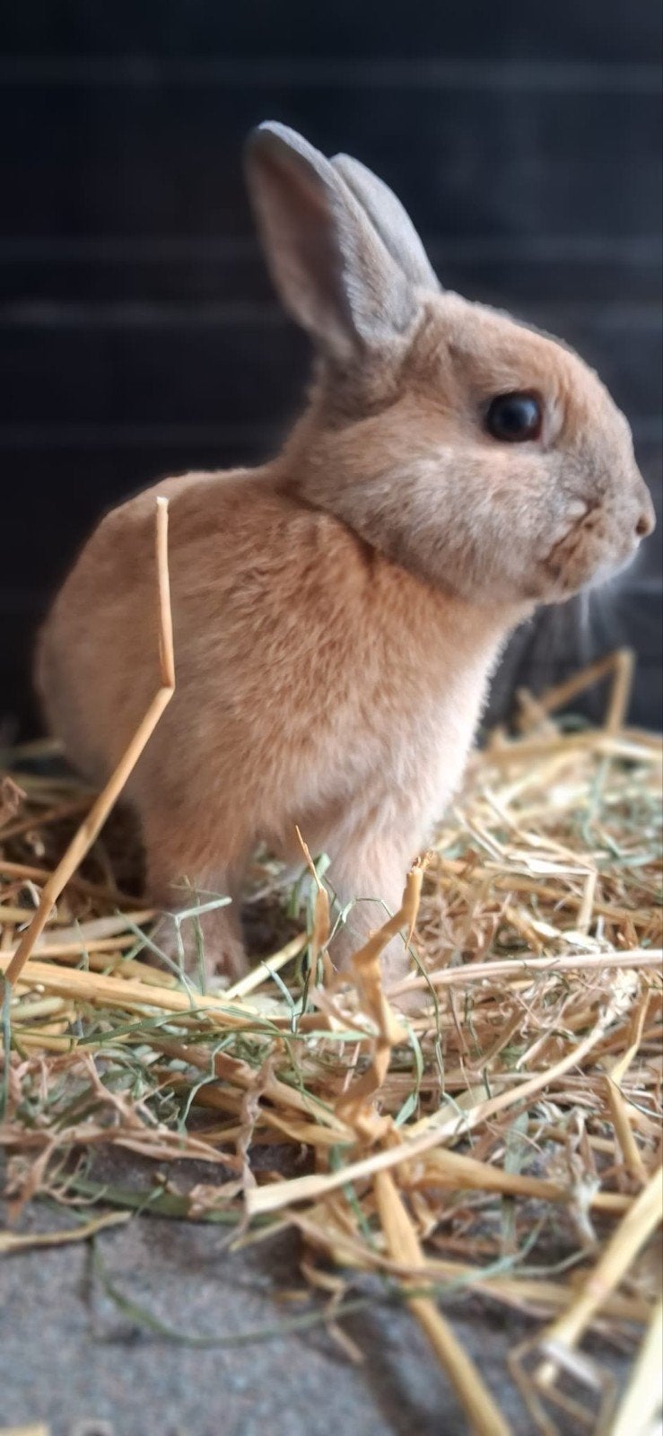 schattige lieve konijntjes, Mannelijk, Dwerg