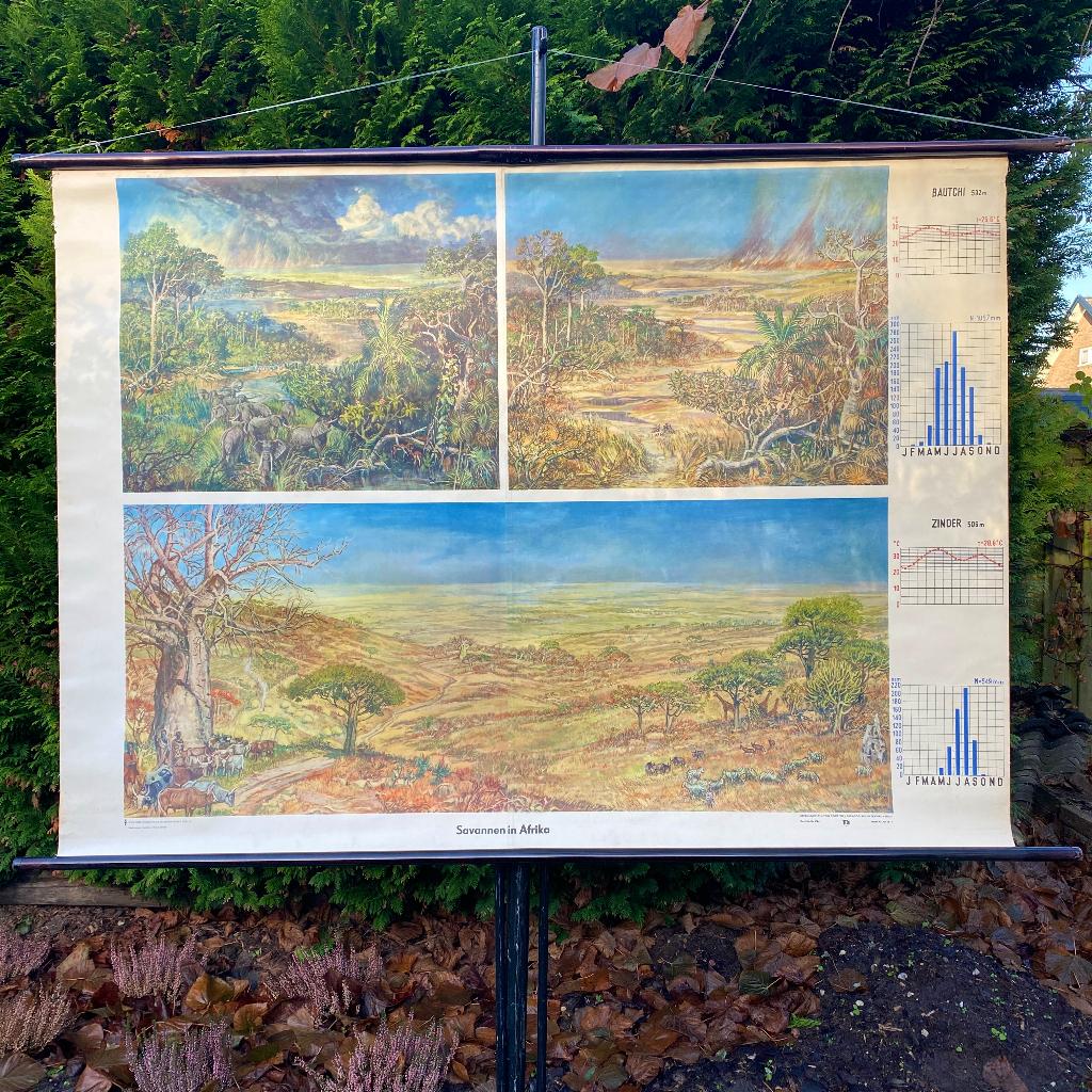 Grote wandkaart Savannen in Afrika, Antiek en Kunst, Ophalen, Aardrijkskunde