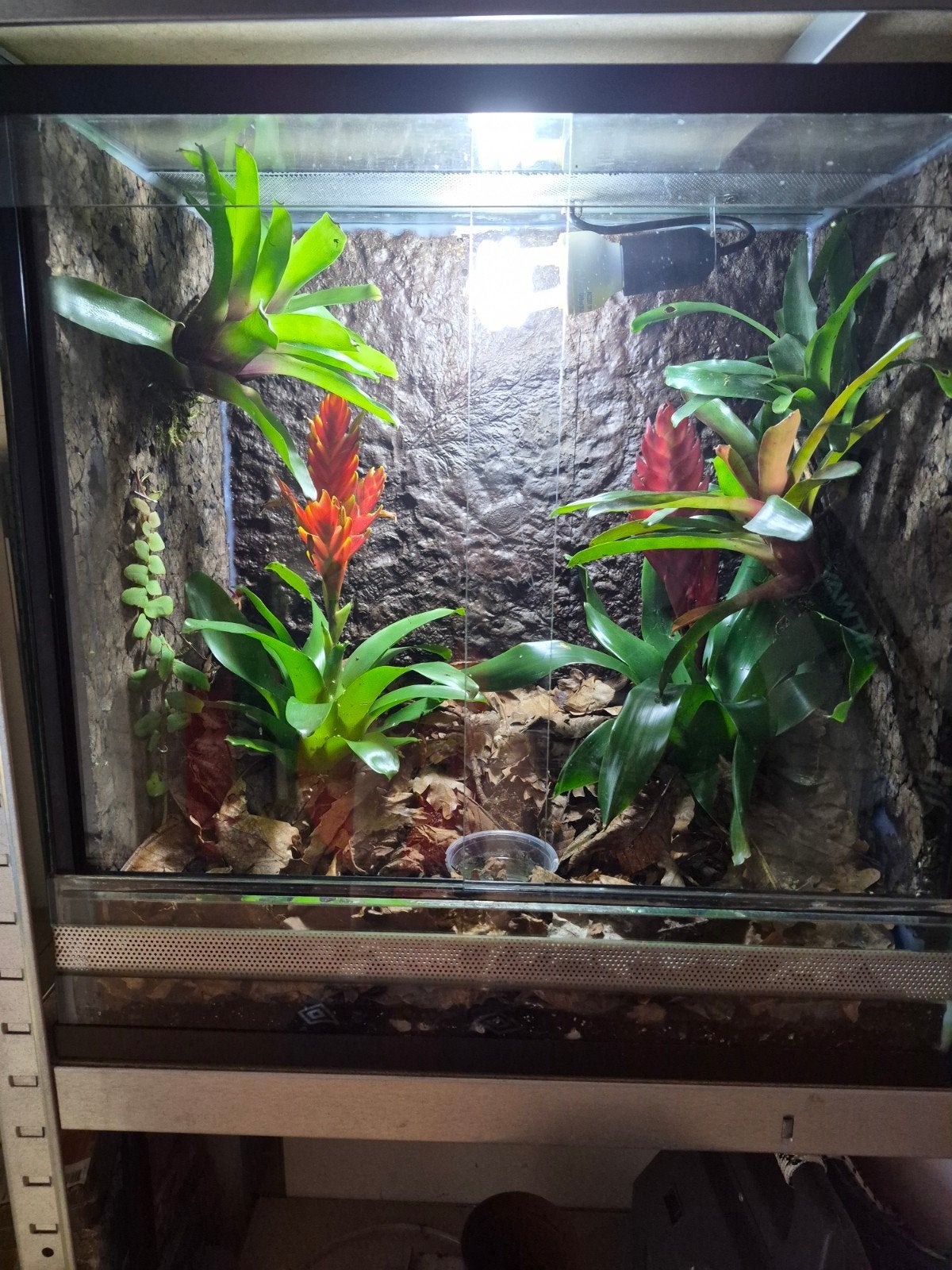 paludarium terrarium, Dieren en Toebehoren, Ophalen