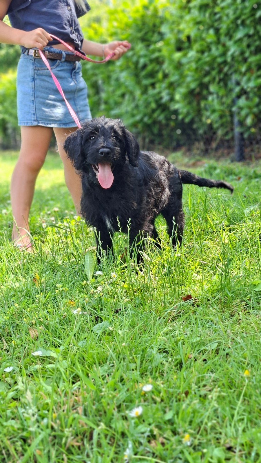 Labradoodle pups, Overige rassen, 8 tot 15 weken, Meerdere, Meerdere dieren