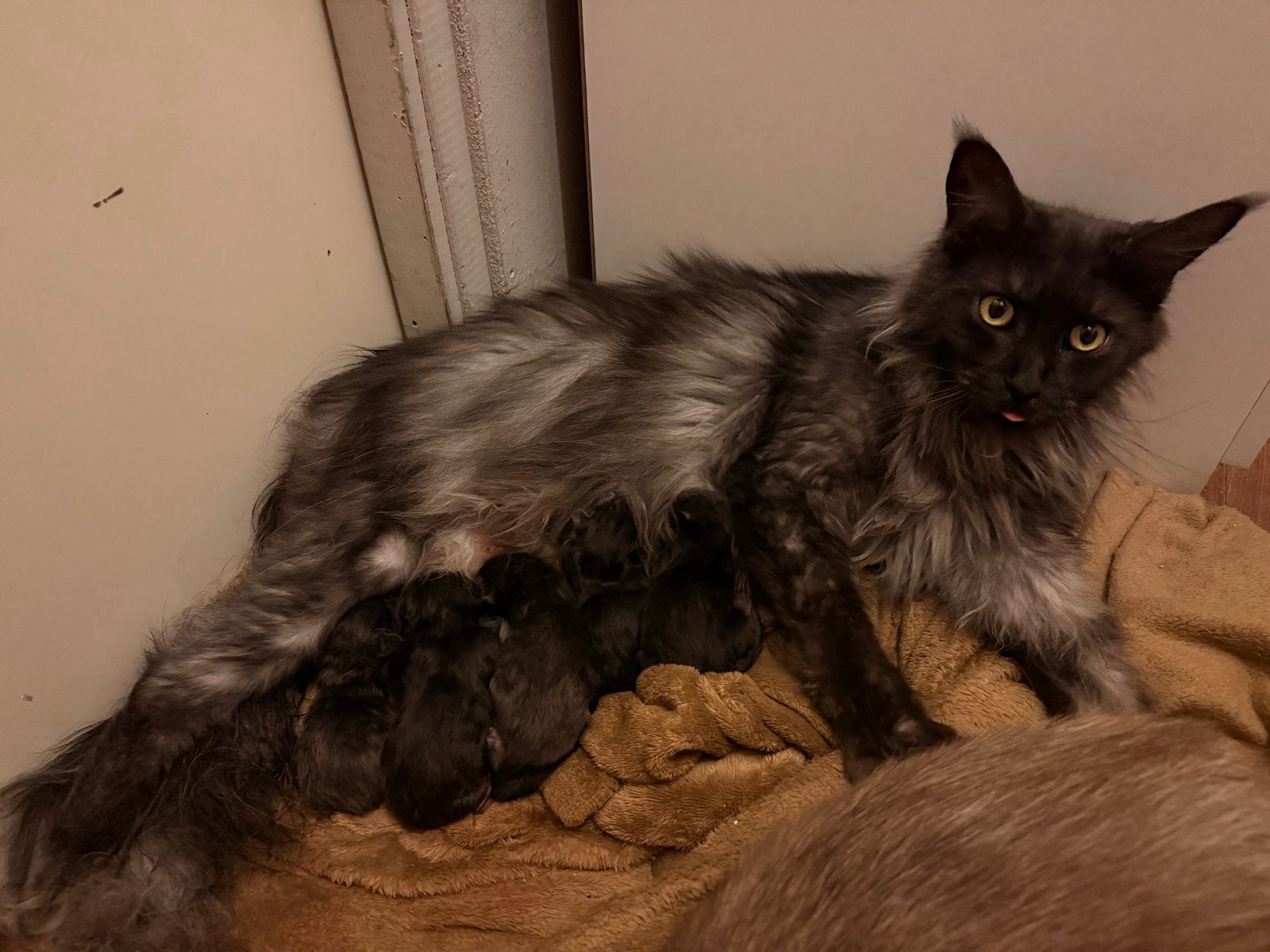 Main Coon x Ragdoll - kittens, Dieren en Toebehoren, Meerdere dieren, Gechipt, 0 tot 2 jaar