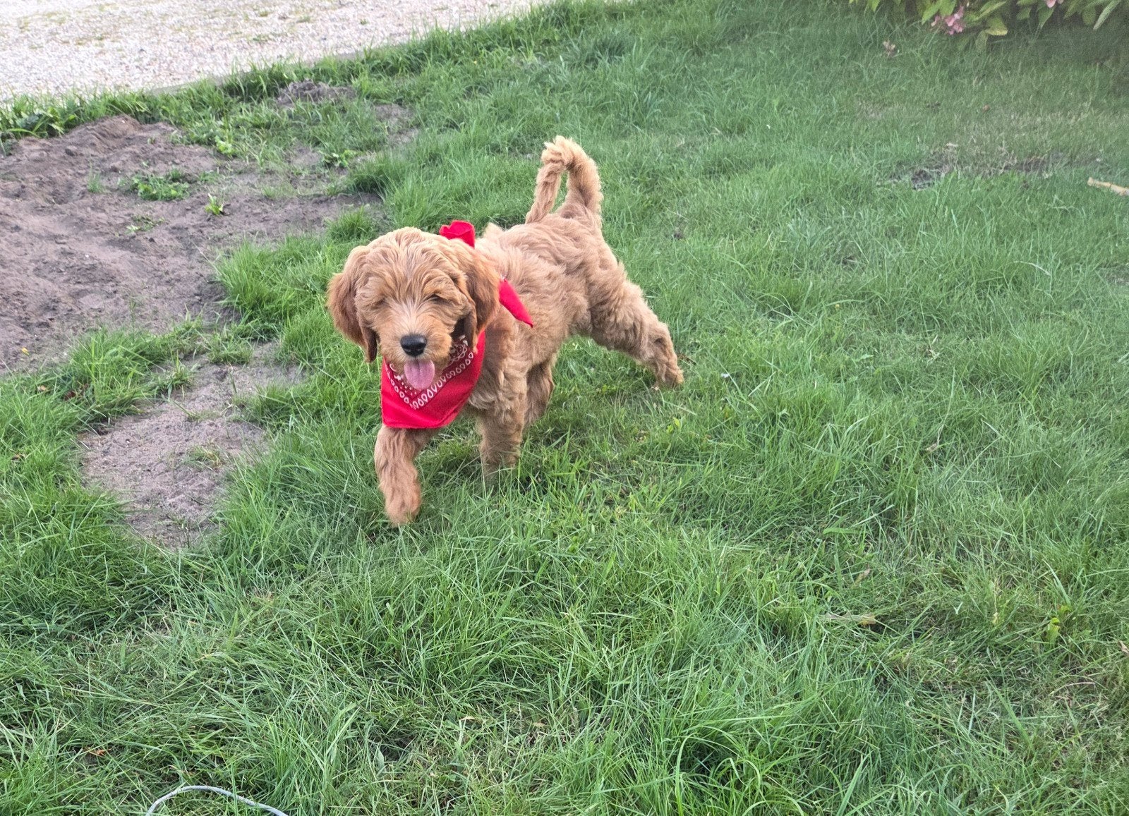 Lieve zindelijke medium Labradoodles, Overige rassen, 8 tot 15 weken, Parvo, Meerdere