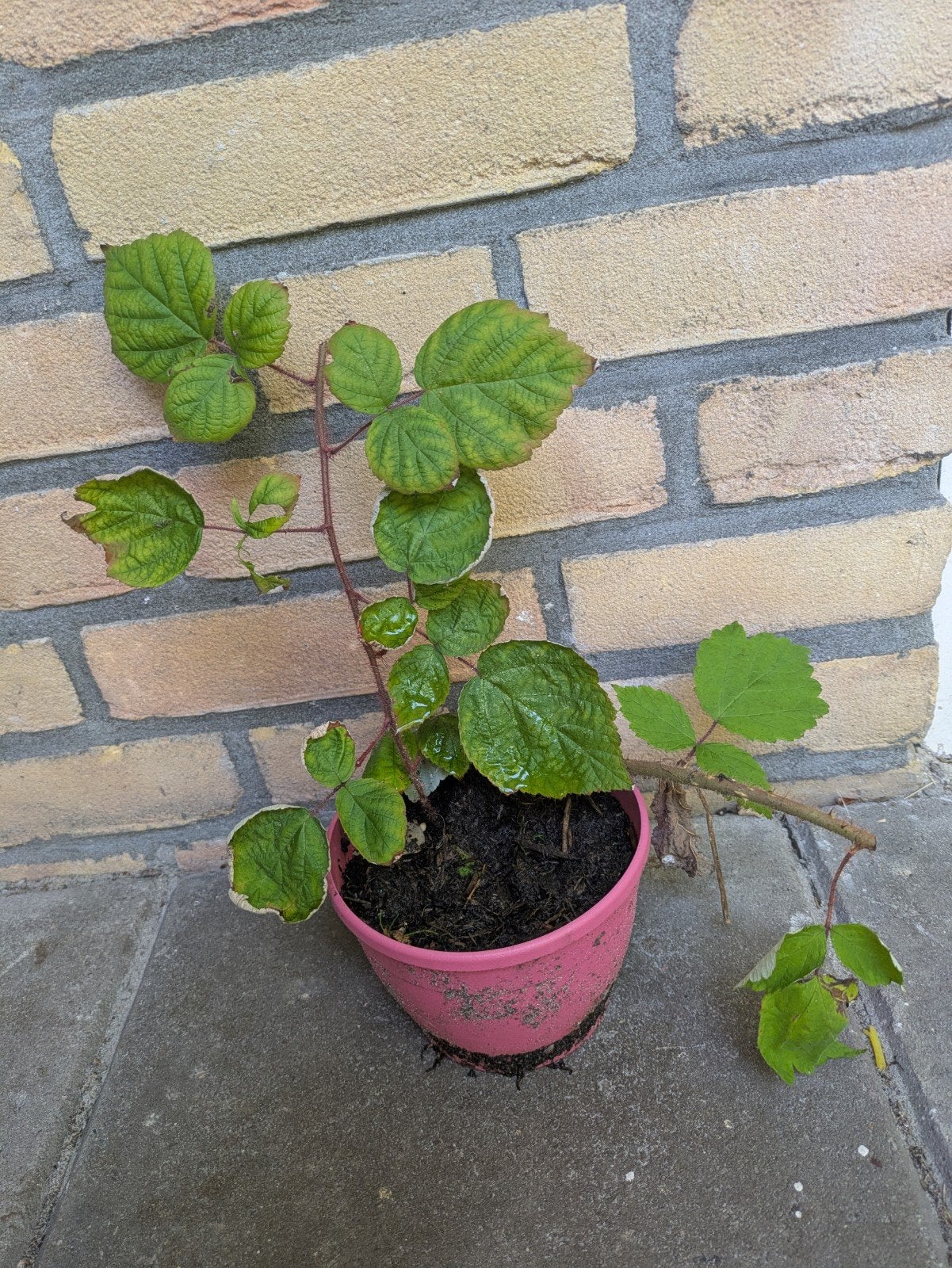Japanse wijnbes - Rubus phoenicolasius, Tuin en Terras, Volle zon, Vaste plant, Ophalen of Verzenden, Zomer