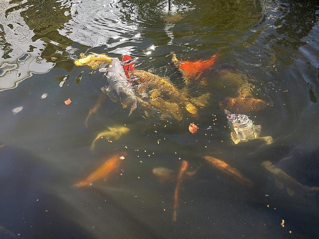 Koi vijver met ca 60 koi karpers, Dieren en Toebehoren, Karper of Koi