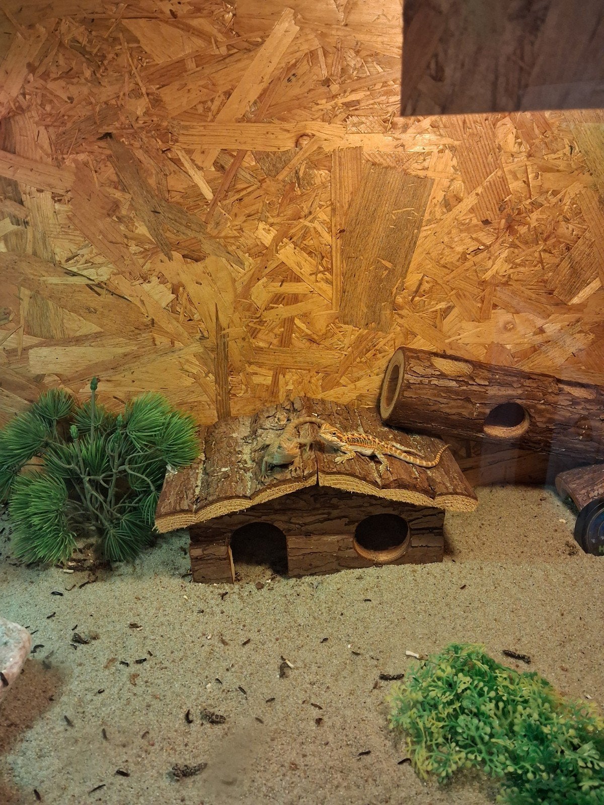 Hele baardagaam hobby te koop ( GOED LEZEN ) Bearded Dragon photo 6