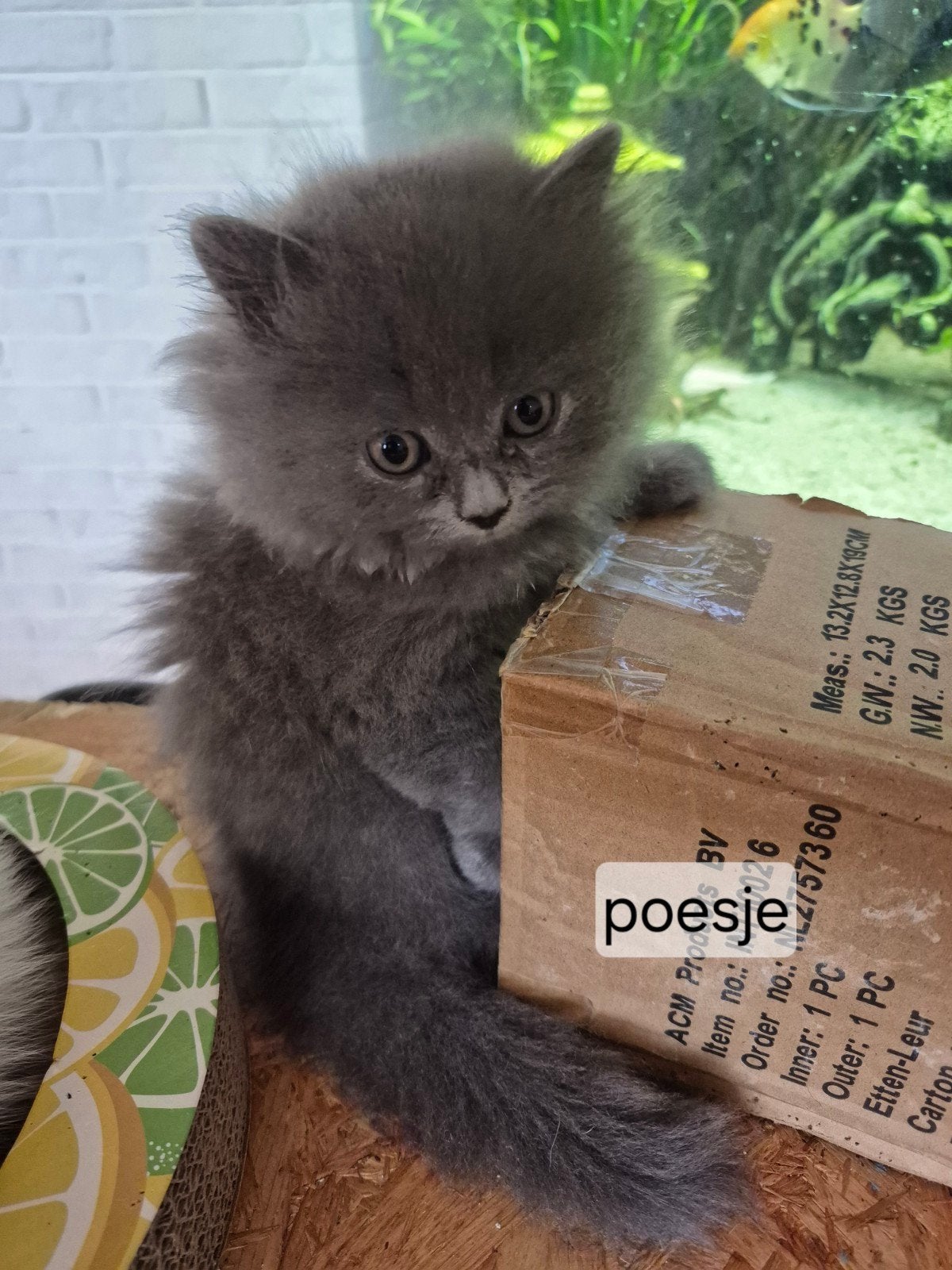 Britse korthaar  Perzische langhaar kittens!!, Dieren en Toebehoren, Katten en Kittens | Raskatten | Langhaar, Meerdere dieren