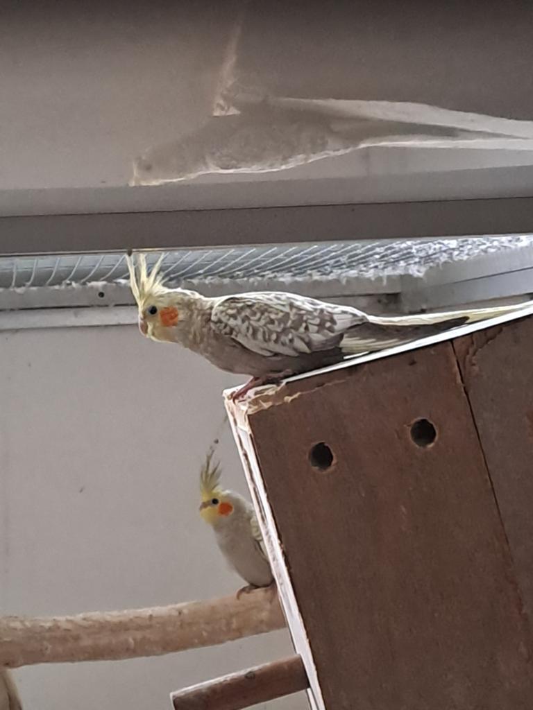 Jonge opaline valkparkiet, Geslacht onbekend, Tam