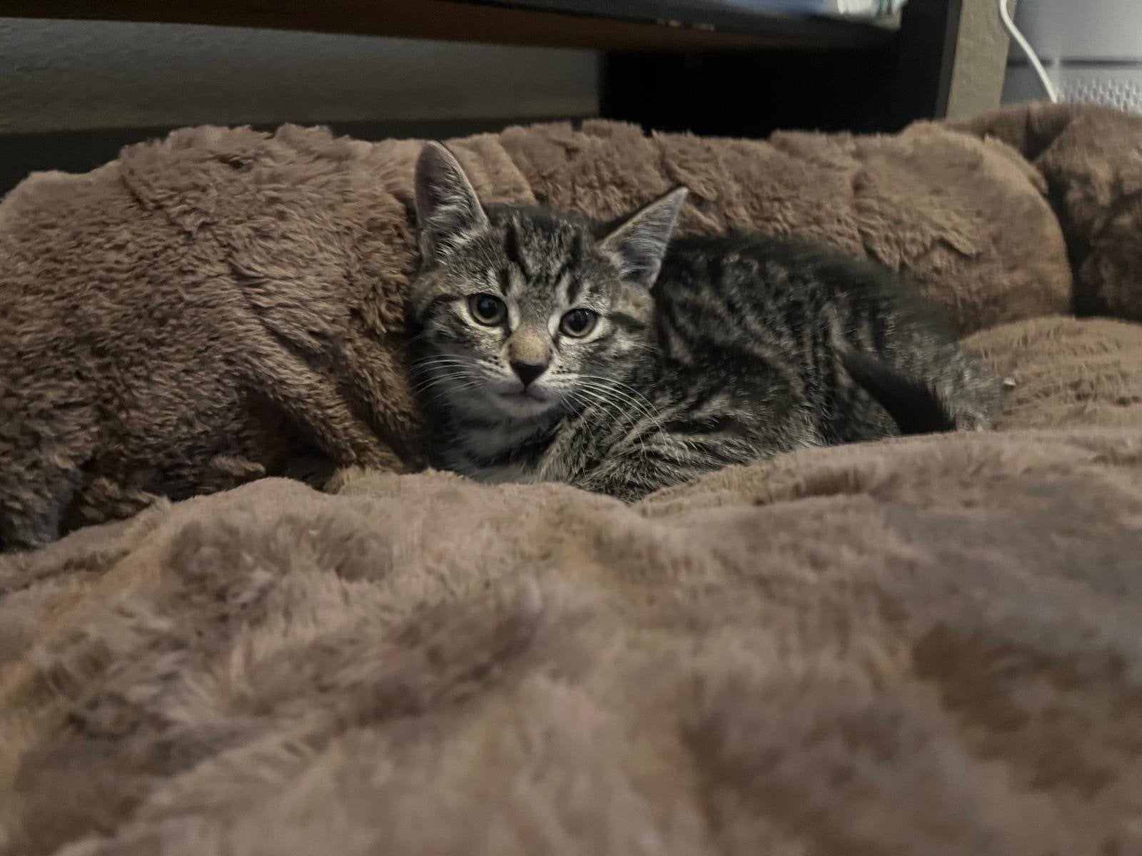 Lieve kittens, Dieren en Toebehoren, Katten en Kittens | Overige Katten, Meerdere dieren, 0 tot 2 jaar