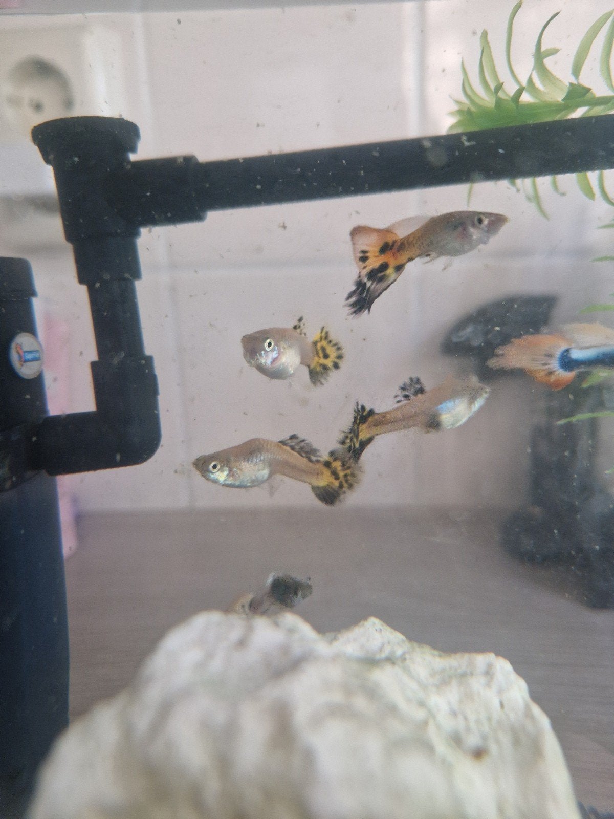 Guppies, Dieren en Toebehoren, Vissen | Aquaria en Toebehoren, Ophalen, Overige typen