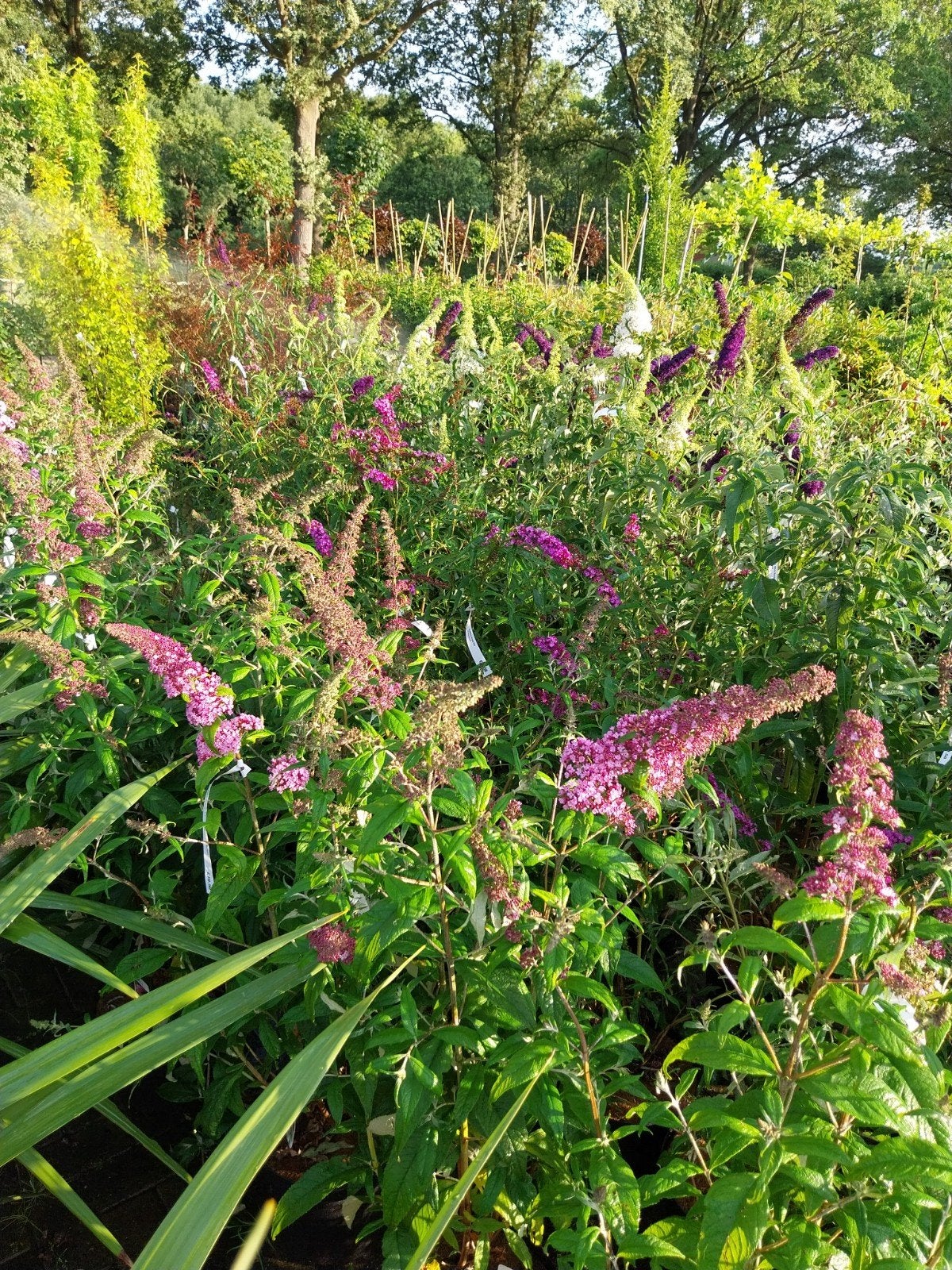Grote Vlinderstruiken in Diverse Kleuren, Volle zon, Vaste plant, Zomer, Ophalen