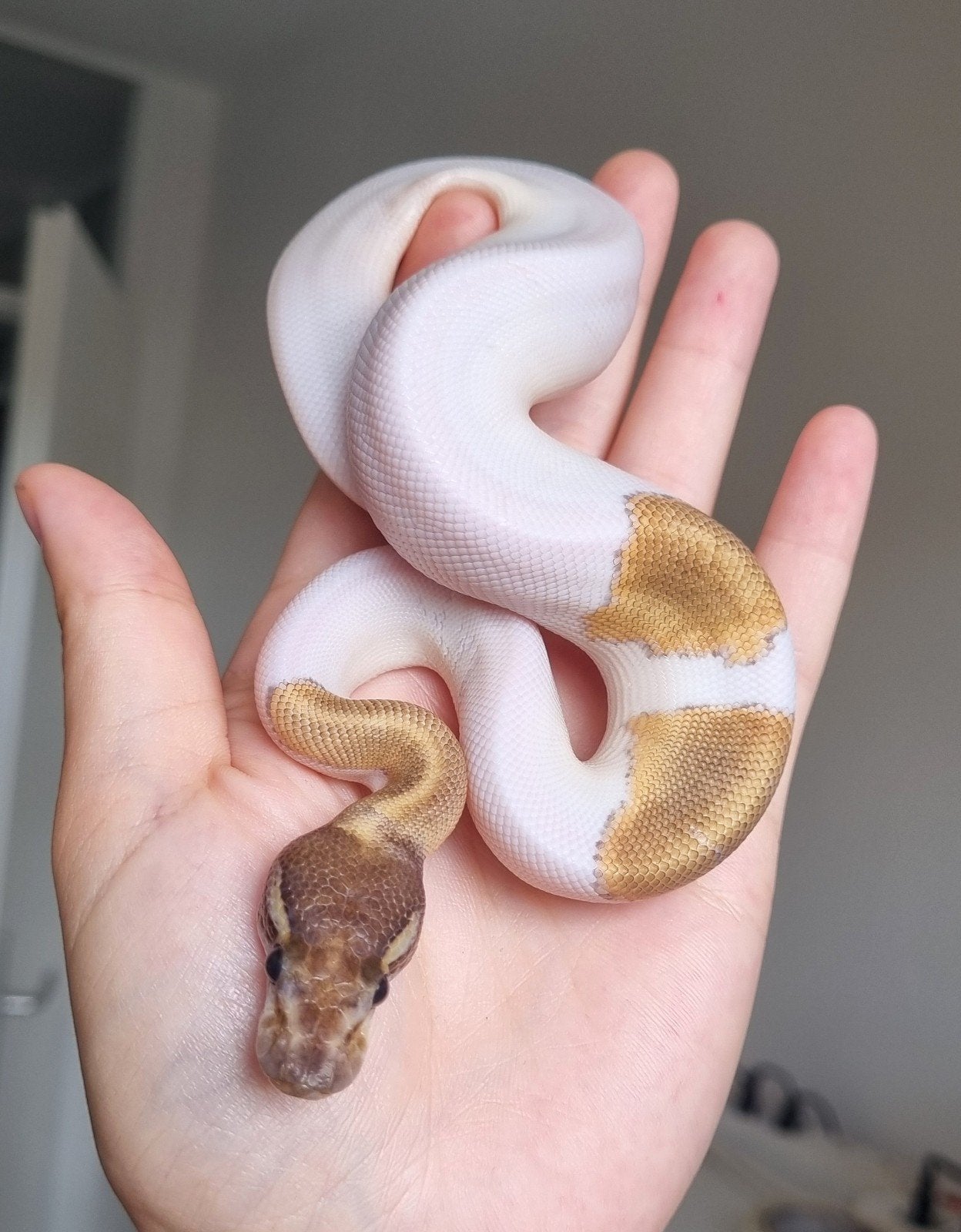 1.0 mojave piebald het lavender albino koningspython, Slang, 0 tot 2 jaar