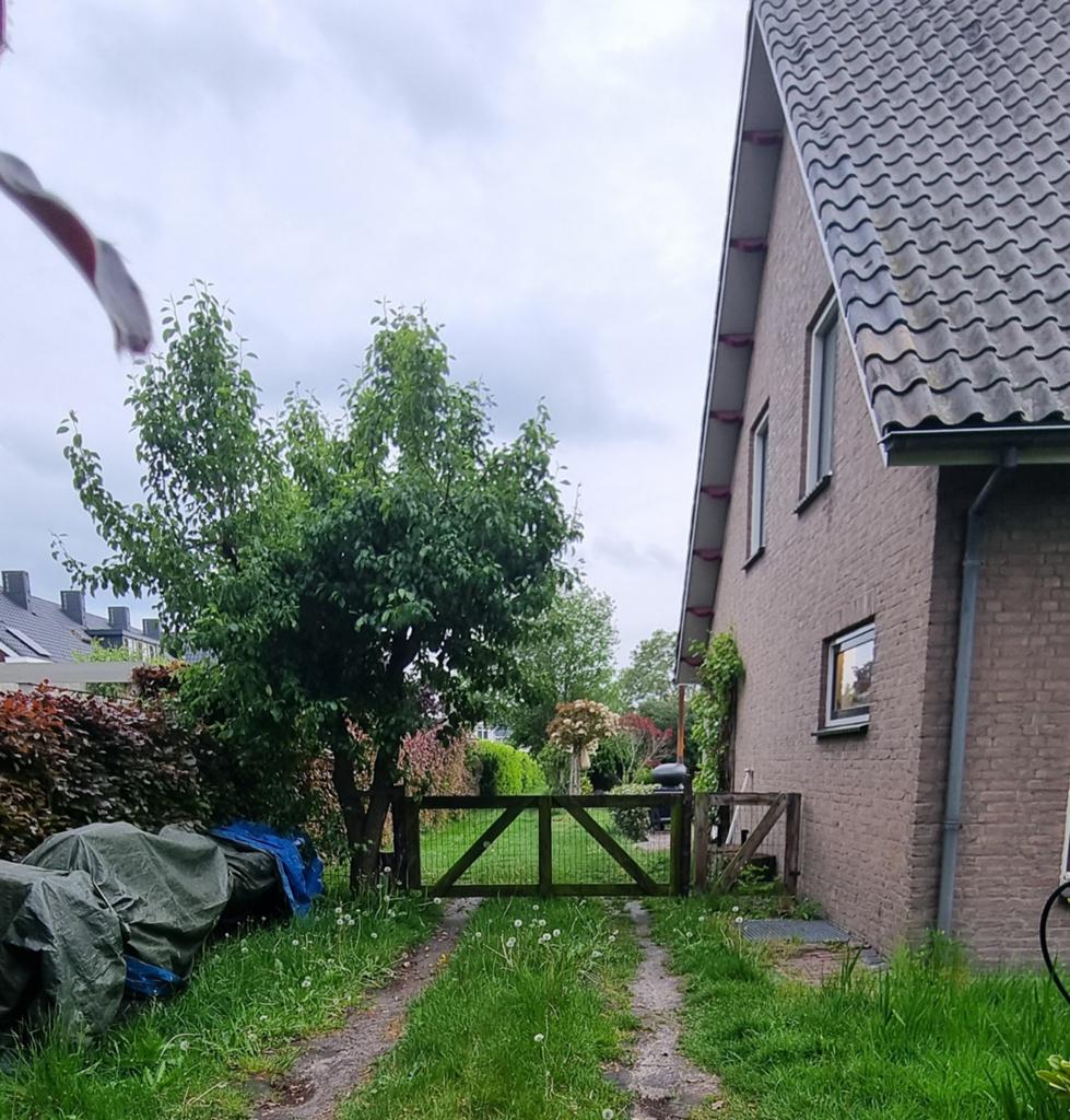 Prachtige, gezonde perenboom - zelf uitgraven, Ophalen