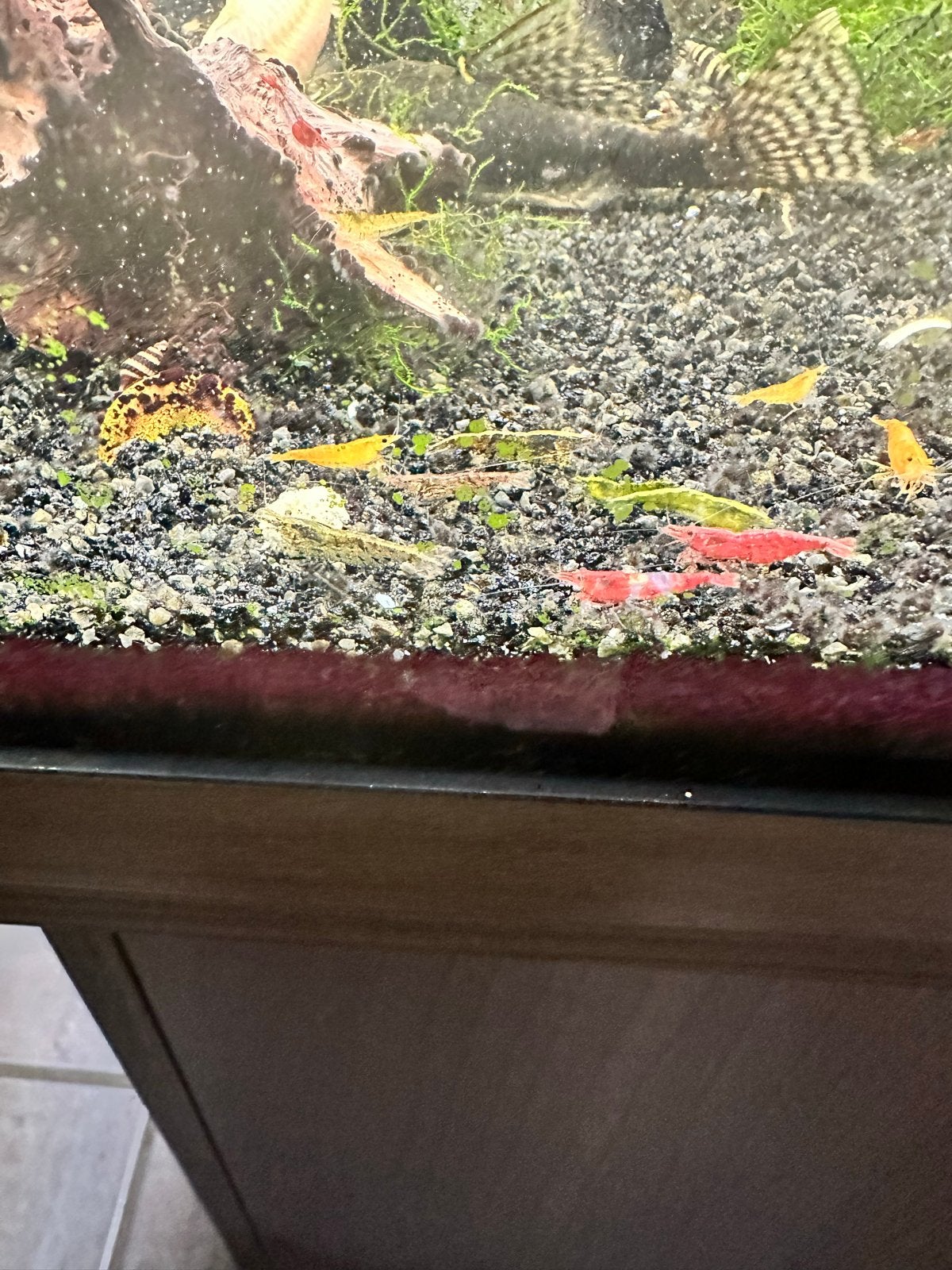 Neocaridinha mix garnalen, Kreeft, Krab of Garnaal