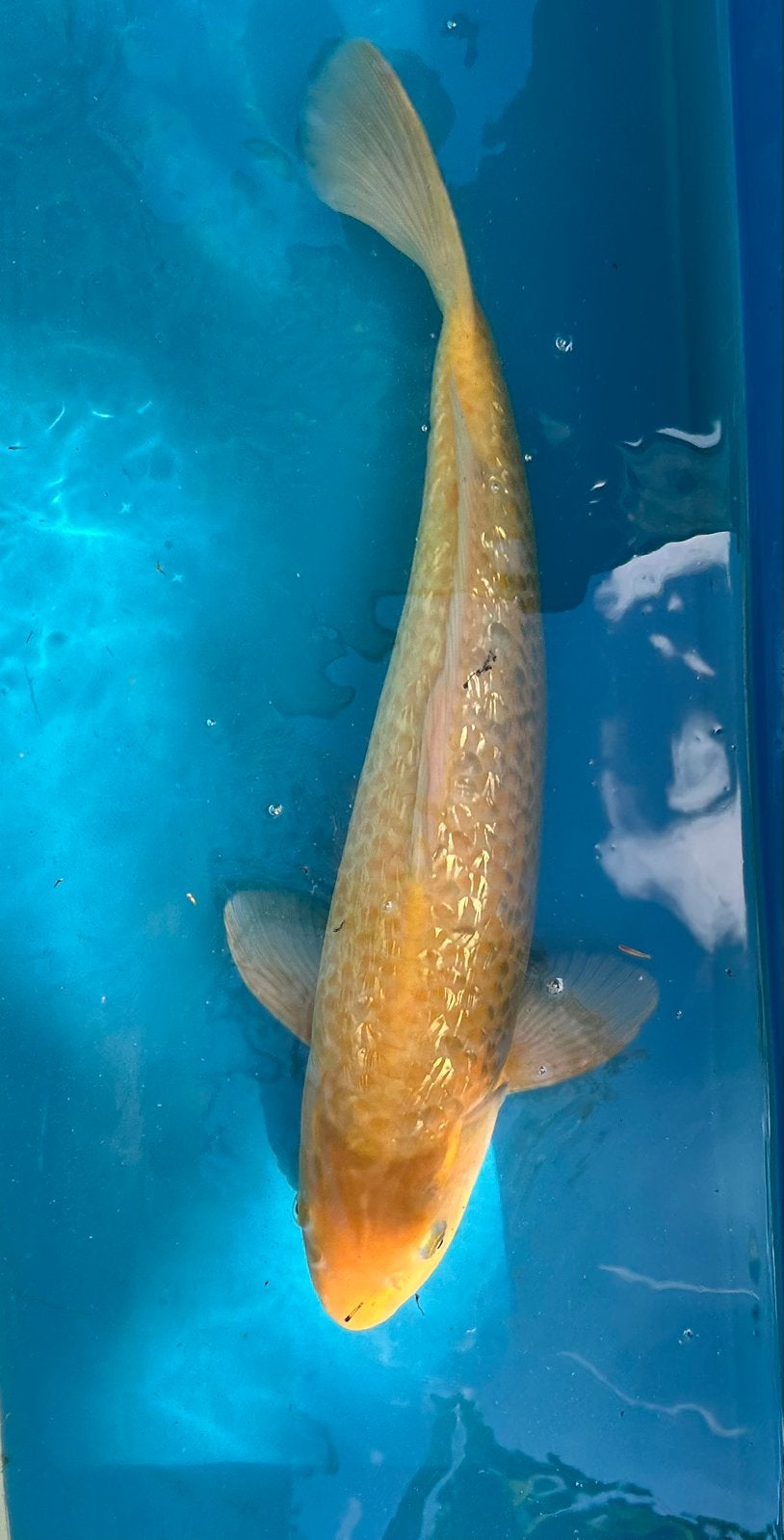 Ginrin karashigoi - 55cm - Maruhiro koi Farm (2 jaar oud), Dieren en Toebehoren, Vissen | Vijvervissen, Karper of Koi