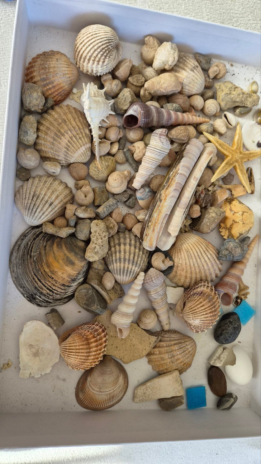 Verzameling diverse schelpen en zeester, Ophalen of Verzenden, Gebruikt