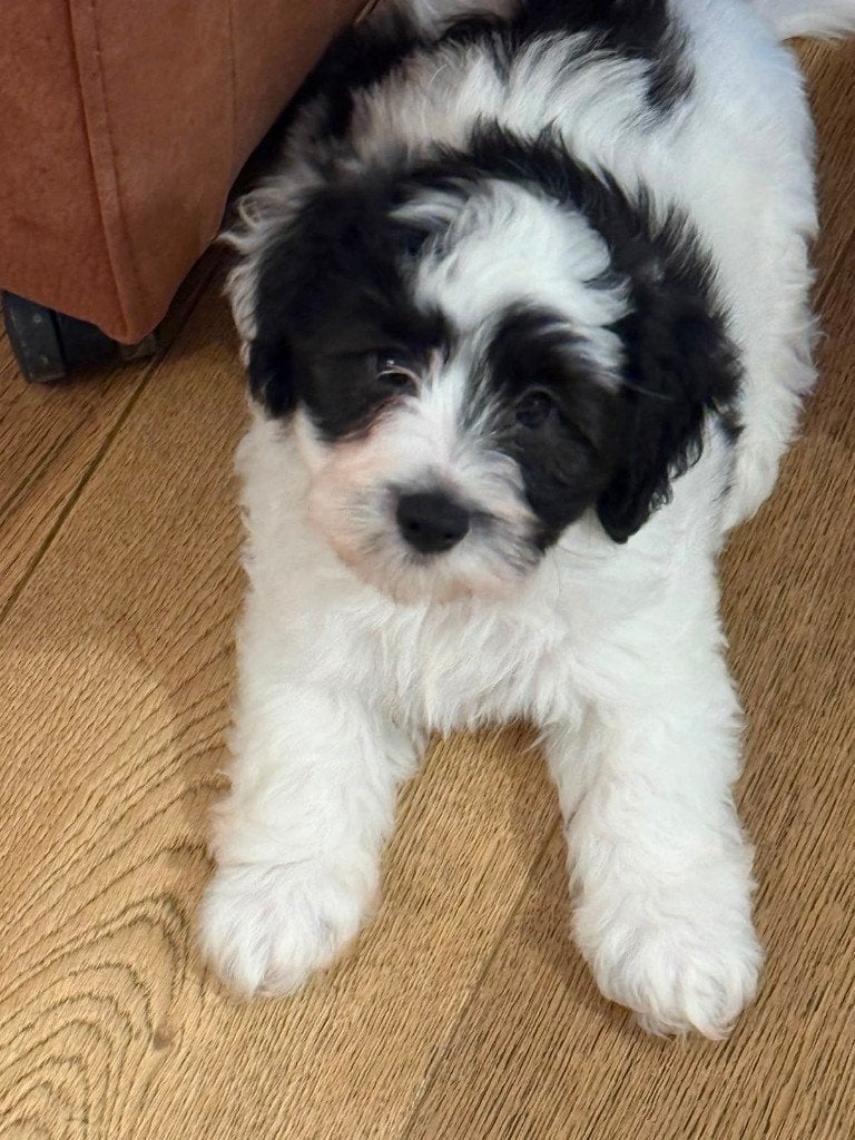 Maltezer X Poedel pups, Parvo, Maltezer, 8 tot 15 weken, Meerdere