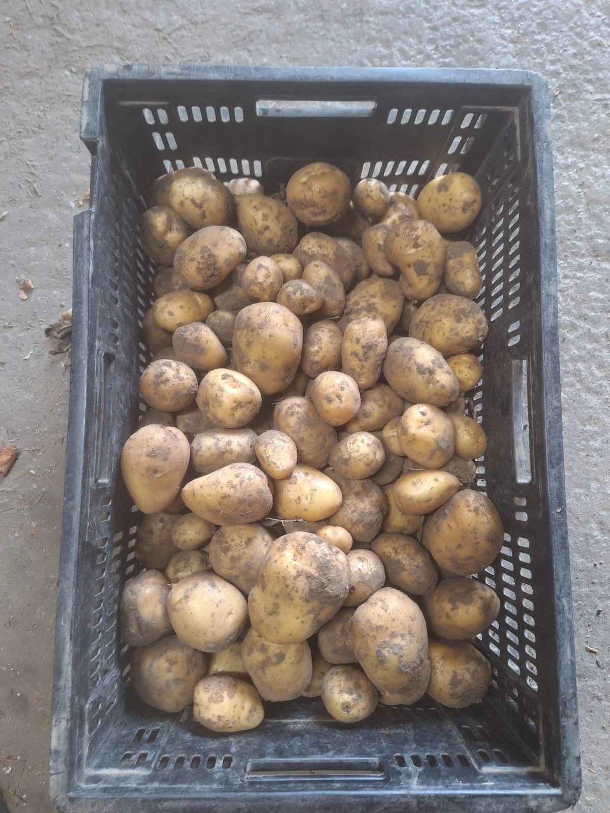 Nieuwe Frieslanders aardappelen, Ophalen of Verzenden