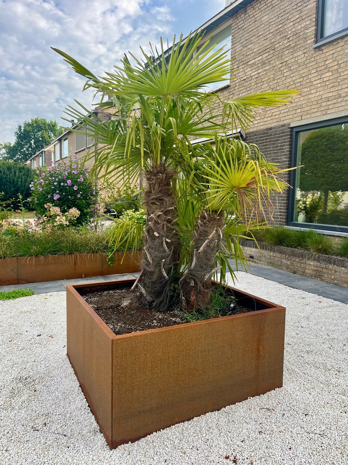 Palmboom, Volle zon, Vaste plant, Bloeit niet, Ophalen