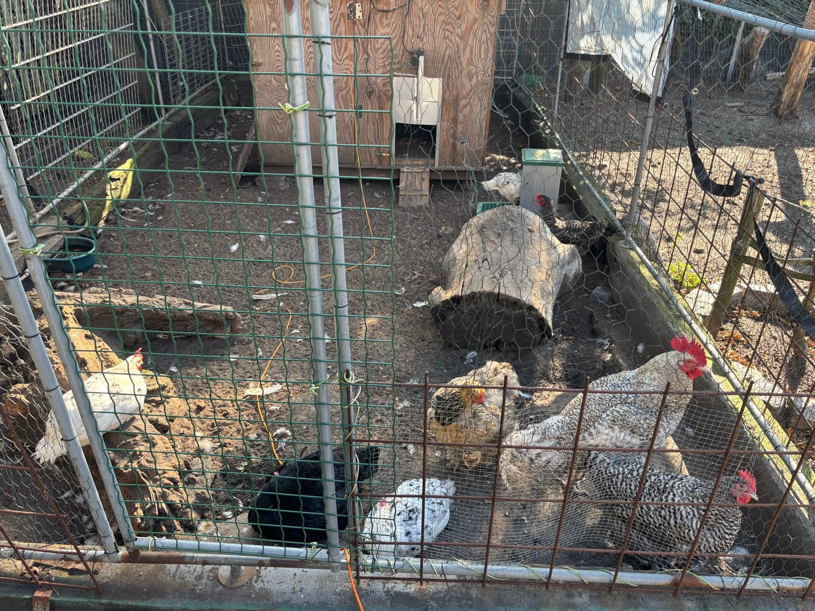 Kippen + Hok en ren, Dieren en Toebehoren, Pluimvee, Meerdere dieren, Kip