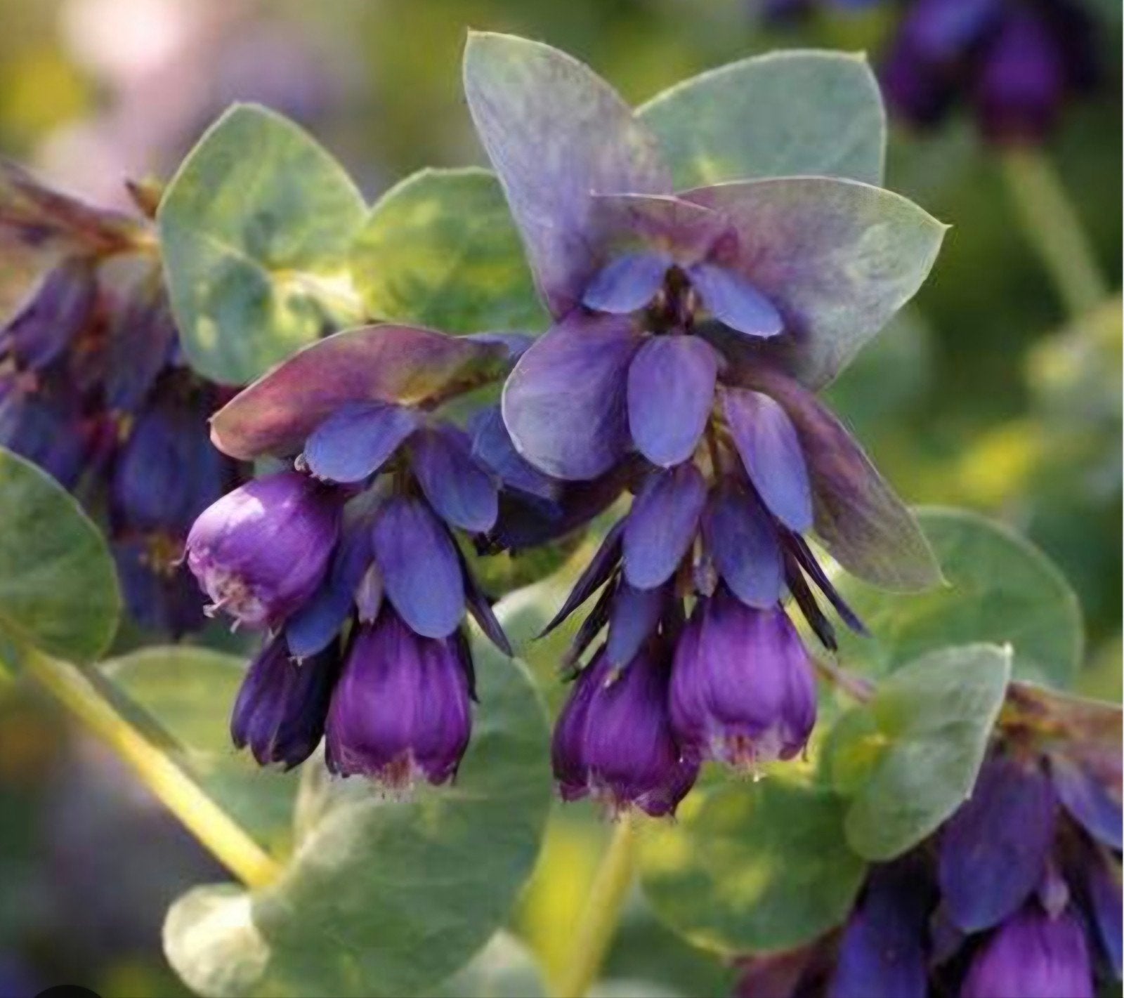 Cerinthe Major / Wasbloem, Ophalen of Verzenden, Volle zon