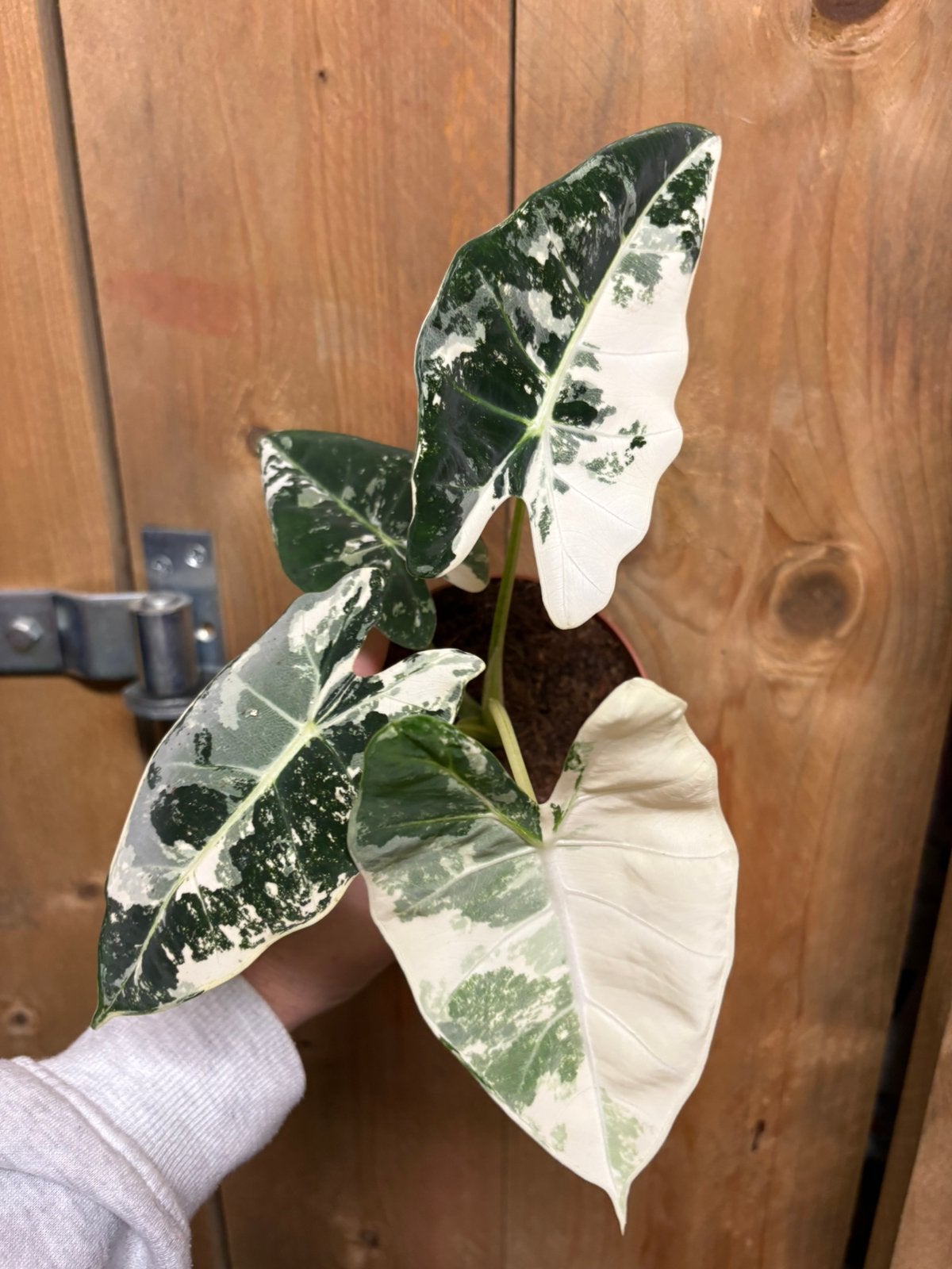 Alocasia frydek variegata plant albo white wit marble, Ophalen of Verzenden, Halfschaduw, Minder dan 100 cm