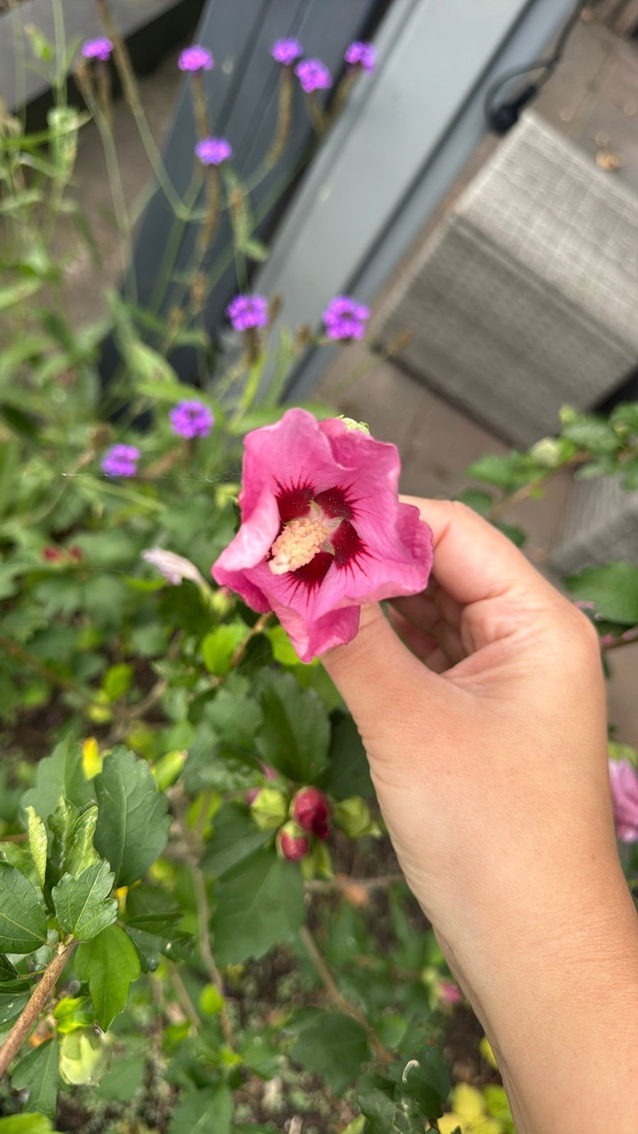 Hibiscus, Ophalen, Halfschaduw