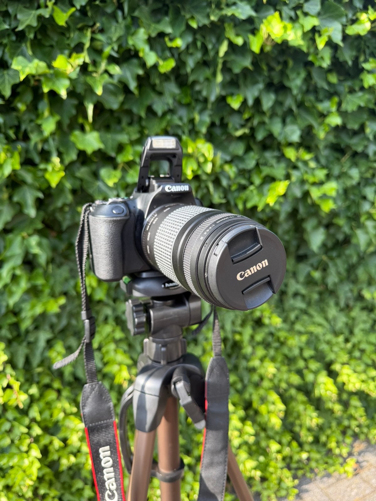 Canon EOS 250D + 3 Lenzen + Statief + Cameratas | Compleet, Audio, Tv en Foto, Fotocamera's Digitaal, Spiegelreflex, Canon, Ophalen of Verzenden