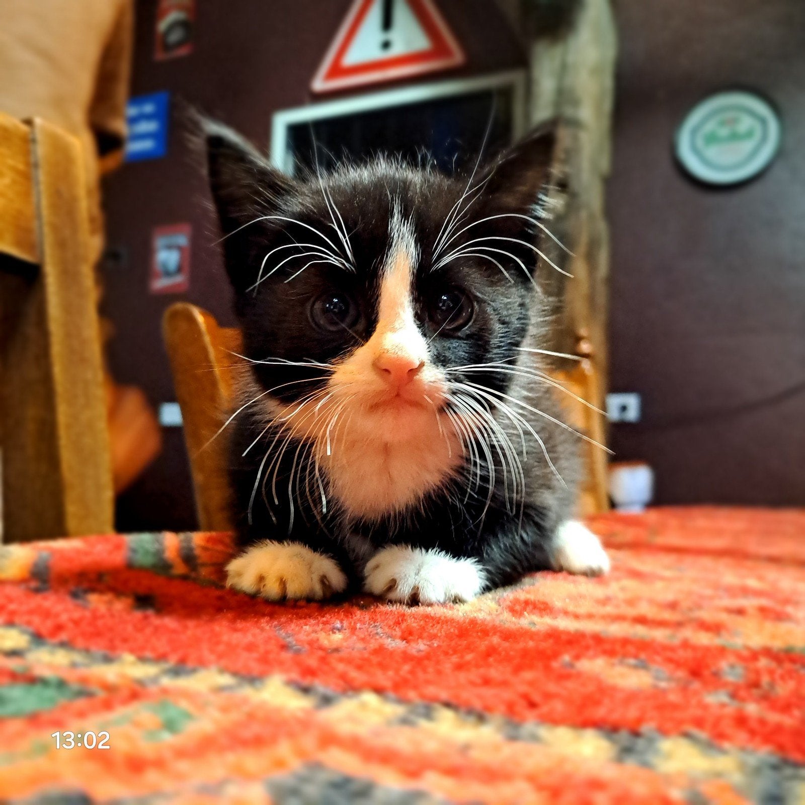 prachtige kittens  [katers], Meerdere dieren, Kortharig, 0 tot 2 jaar