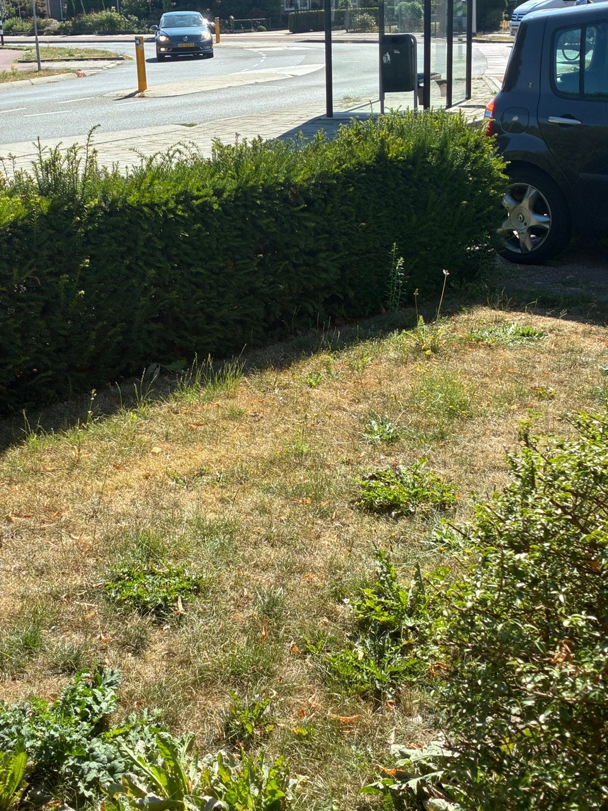 Mooie Heg, Tuin en Terras, Planten | Struiken en Hagen, Ophalen of Verzenden, Overige soorten, 100 tot 250 cm