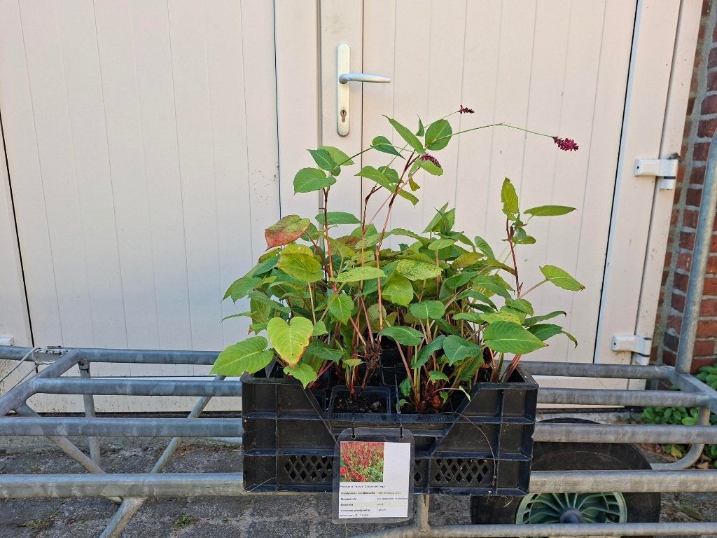 Mooie Persicaria 'Taurus' (Duizendknoop) in pot!, Ophalen, Overige soorten, Volle zon