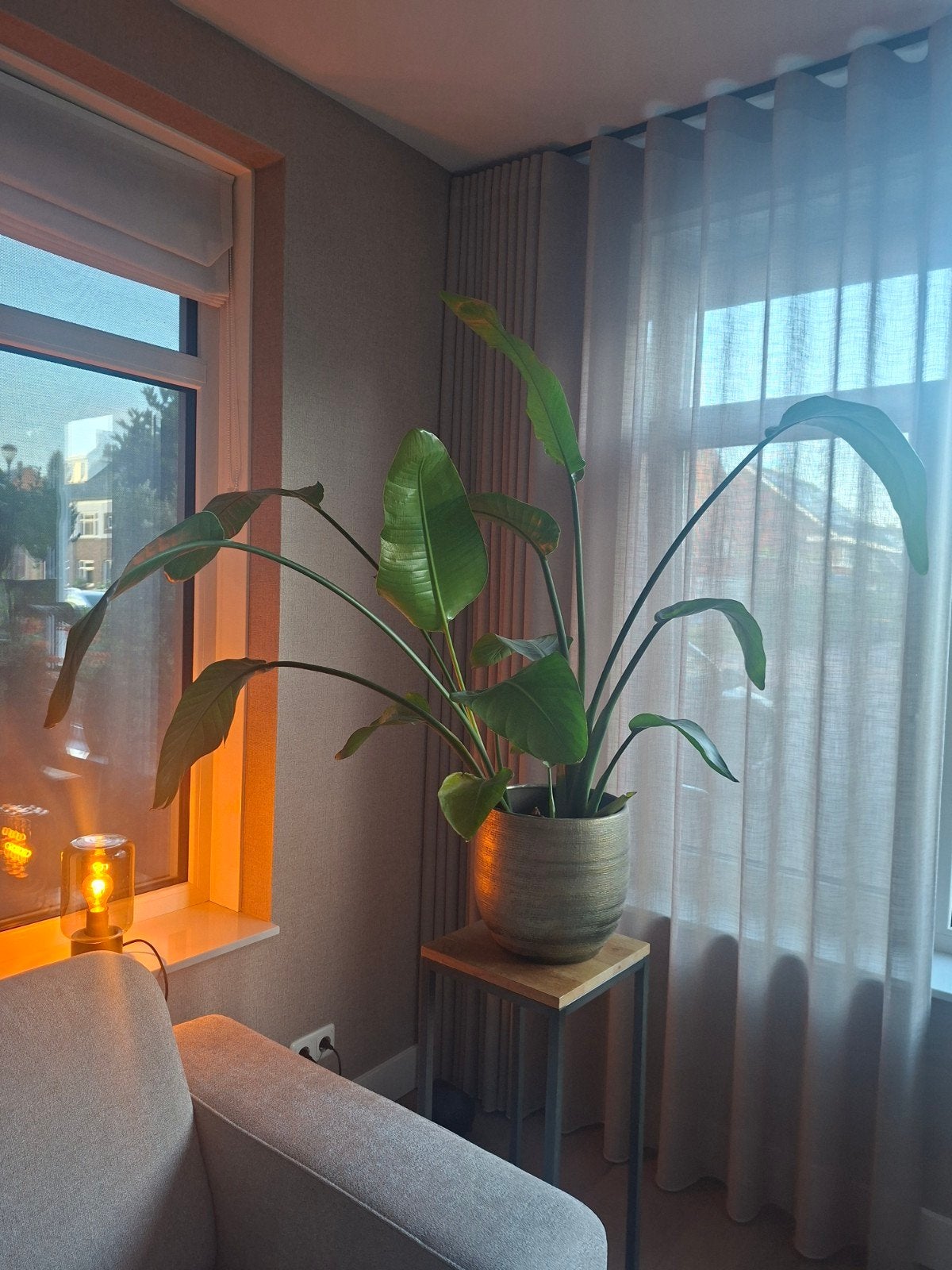 Mooie strelitzia plant, Ophalen, Zo goed als nieuw