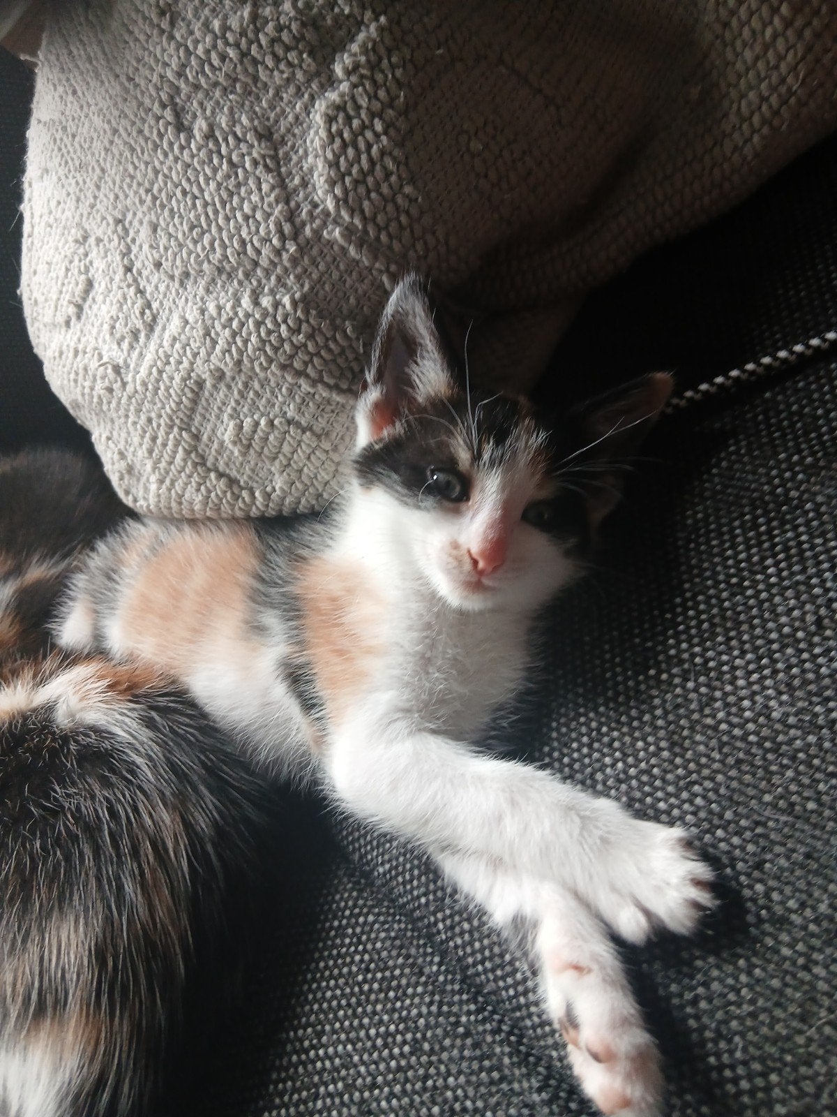 Nog 1 super lieve kitten (vrouwtje), Poes
