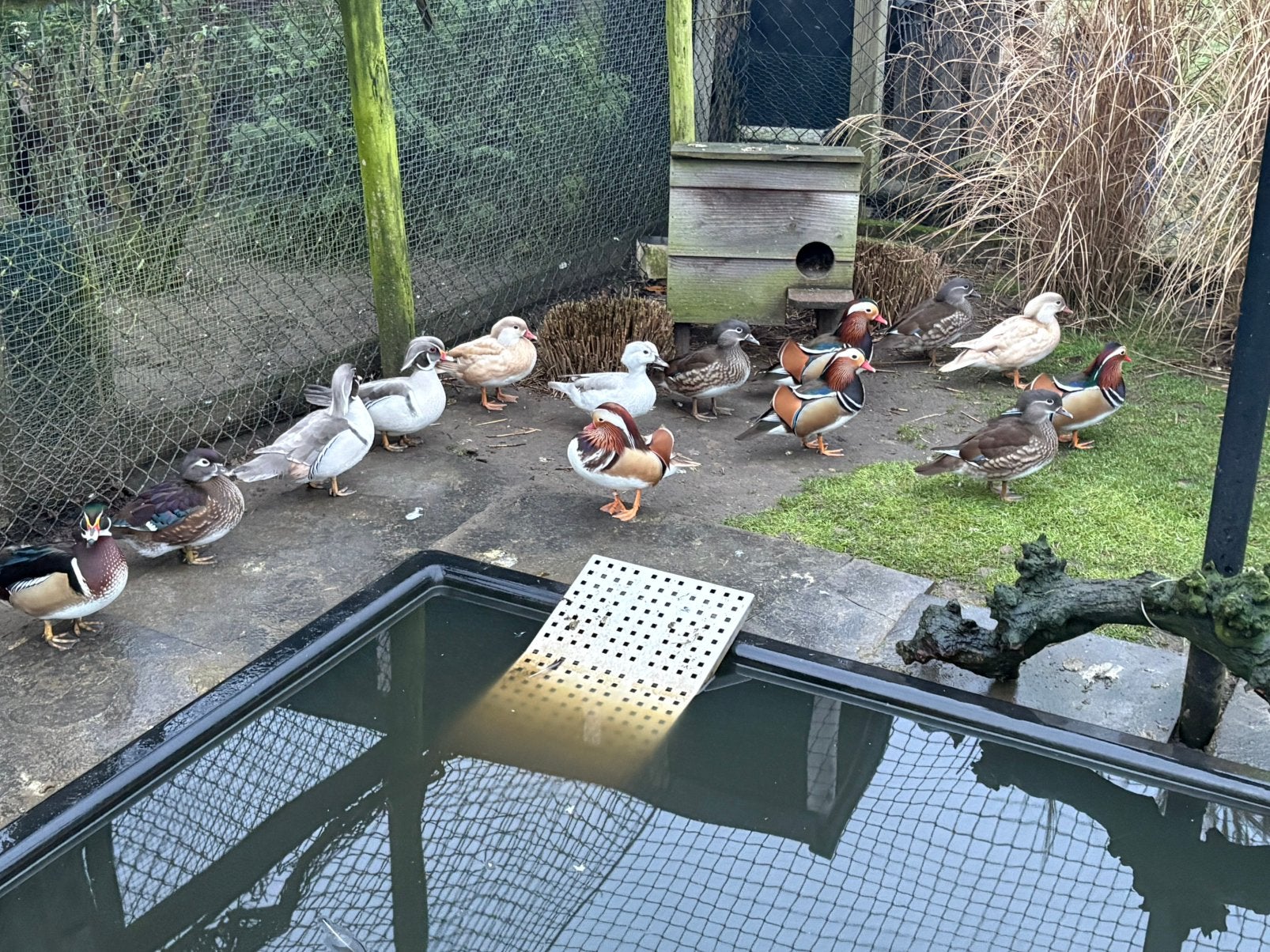 Eendjes te koop. Stop met mijn hobby, Dieren en Toebehoren, Meerdere dieren, Eend