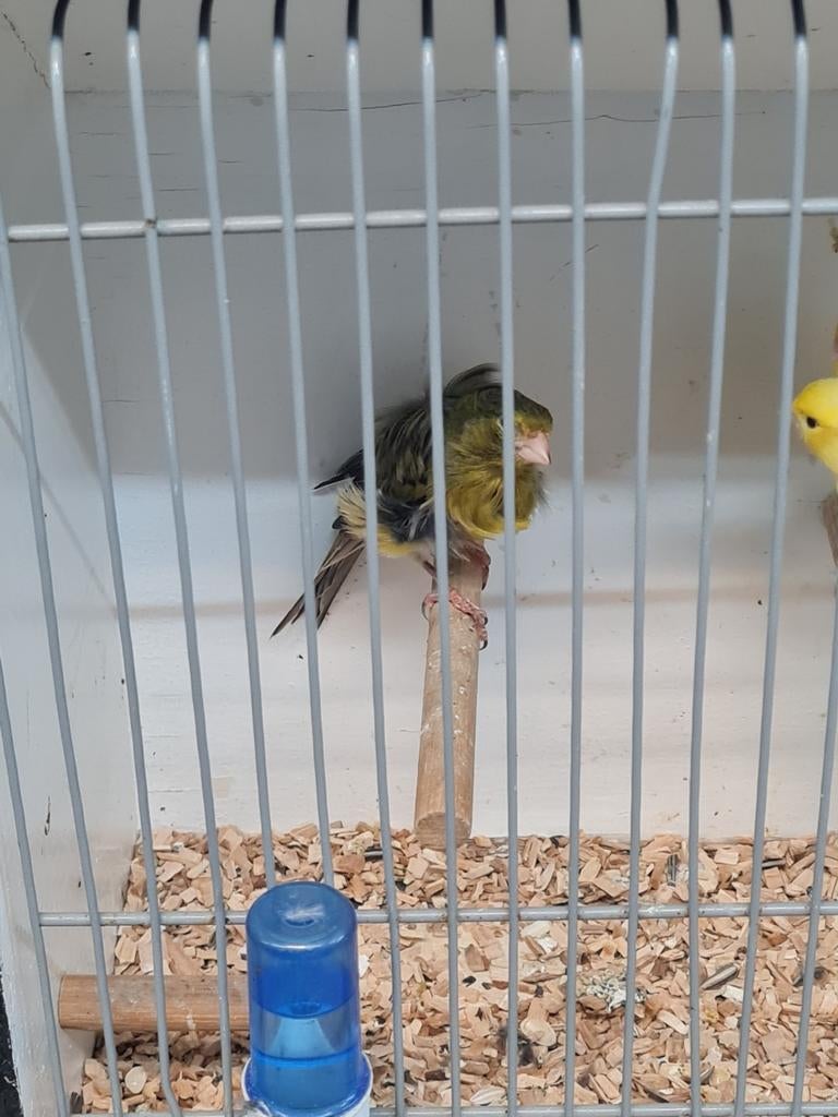 Kanarie, Dieren en Toebehoren, Vogels | Kanaries, Mannelijk, Kleurkanarie