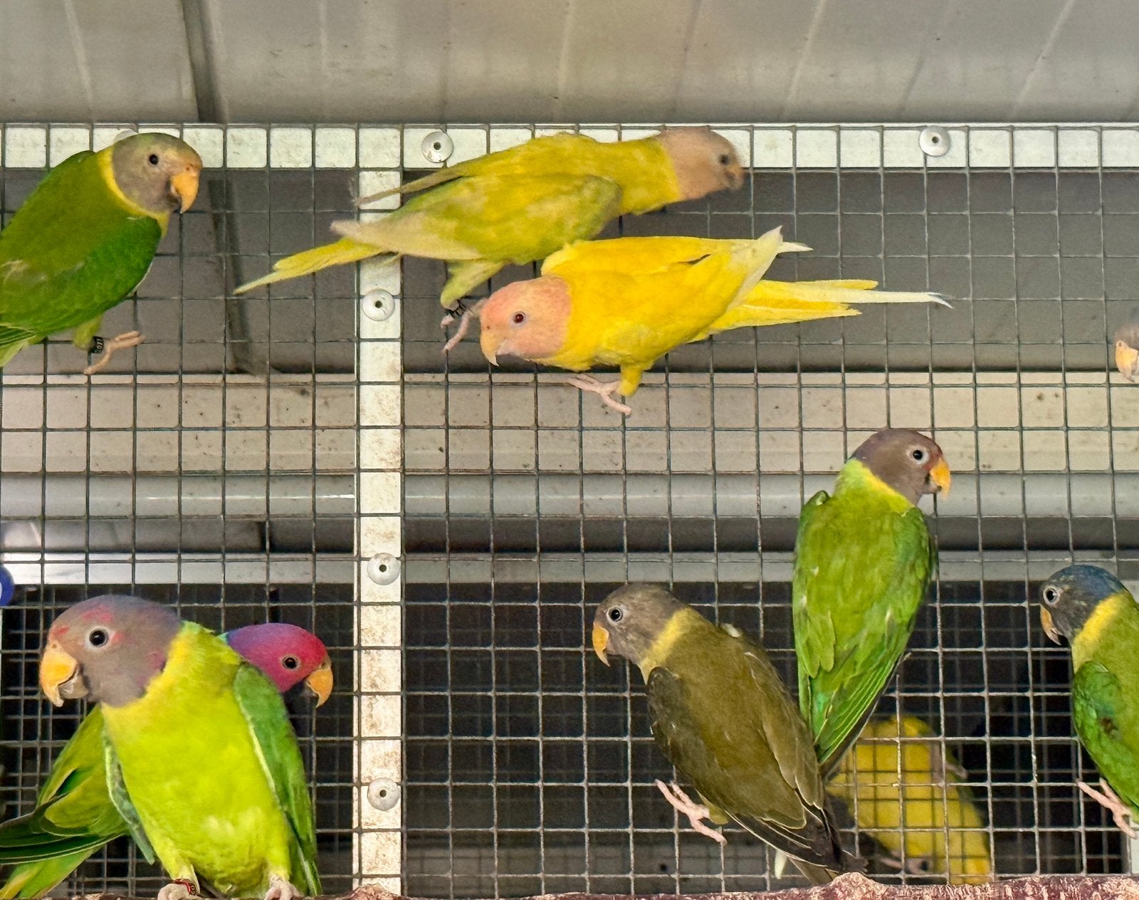 Pruimekop parkieten in opaline en overgoten, Dieren en Toebehoren, Meerdere dieren, Parkiet, Geringd