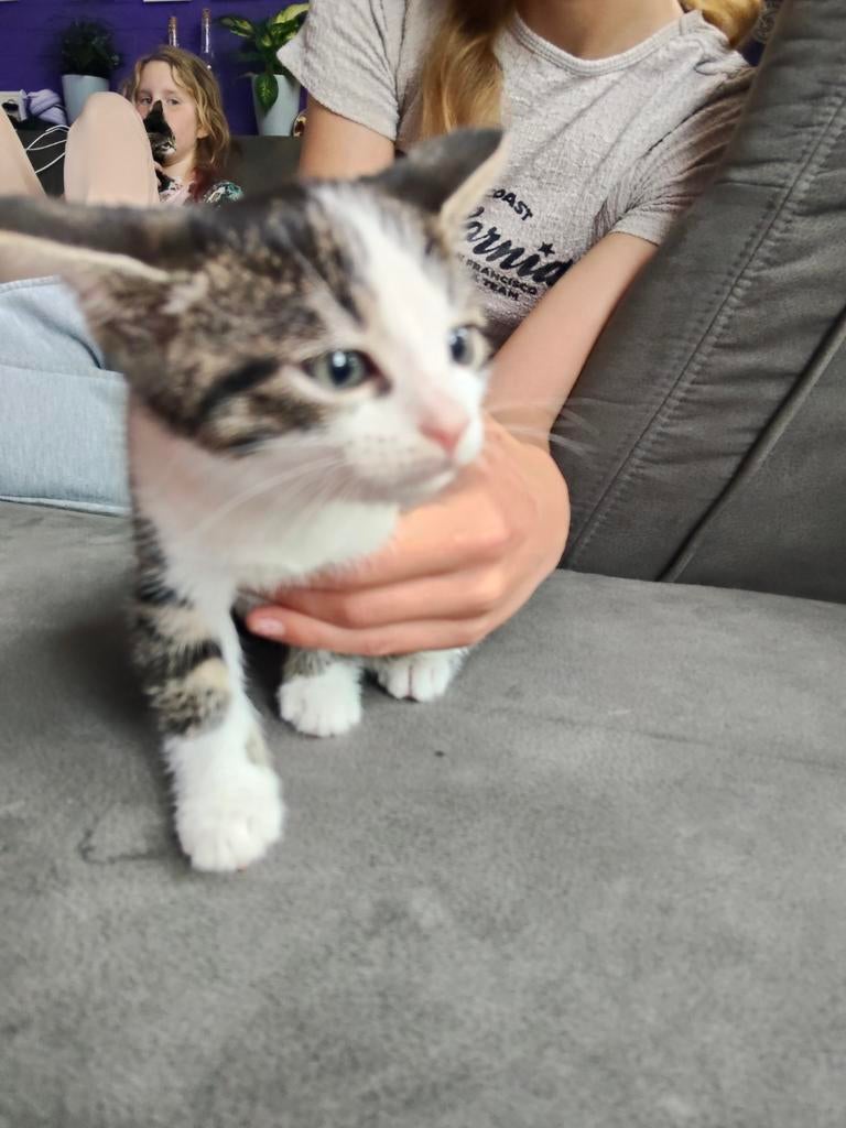 3 hele lieve kittens, Dieren en Toebehoren, Katten en Kittens | Raskatten | Korthaar, Meerdere dieren, Ontwormd, 0 tot 2 jaar