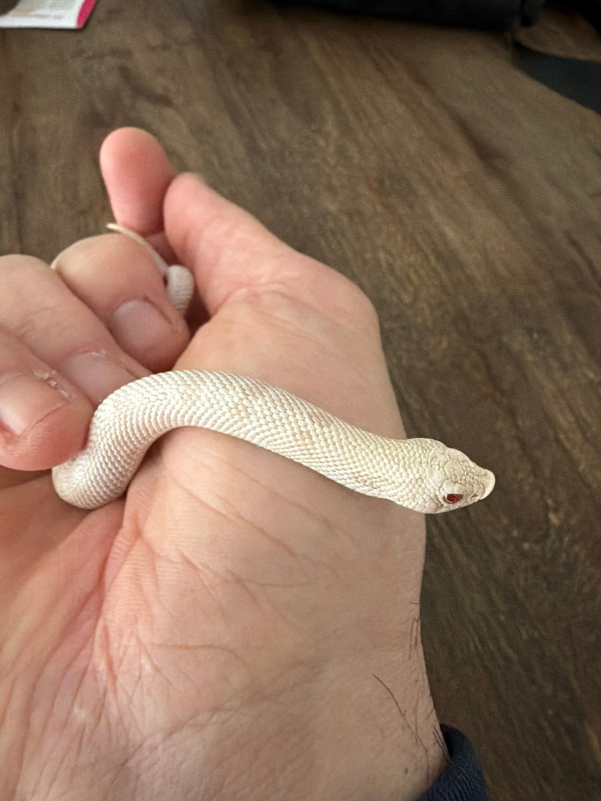 Haakneus yeti man Hognose Snake photo 2