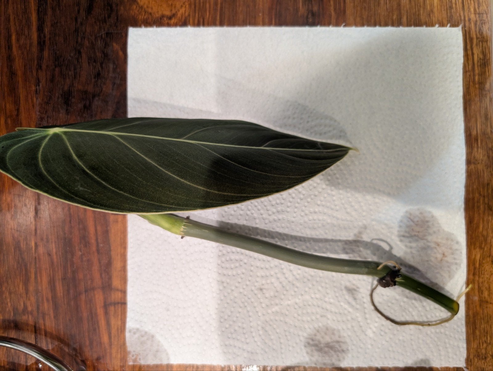 Philodendron melanochrysum geworteld, Ophalen, Overige materialen