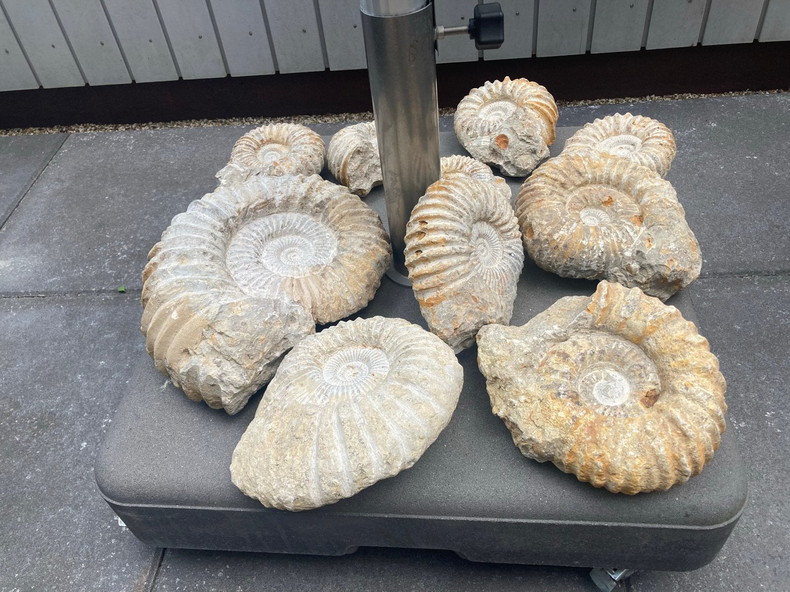 Diverse Ammonieten - Doorsnede 15-30 cm - Enkel in 1 koop, Ophalen, Fossiel