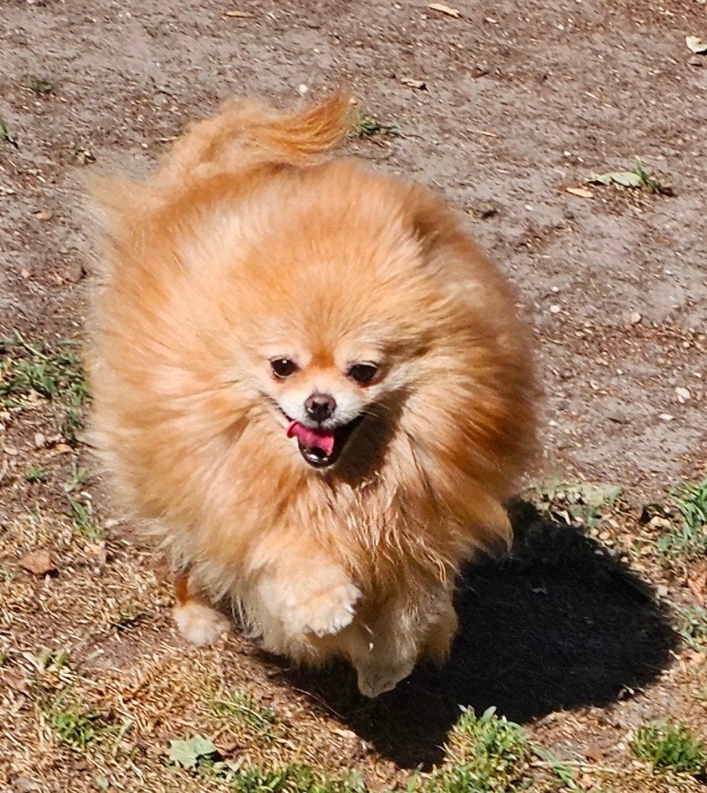 Pomeranian/ dwergkees teefje, Dieren en Toebehoren, Nederland, Keeshond, CDV (hondenziekte), Teef