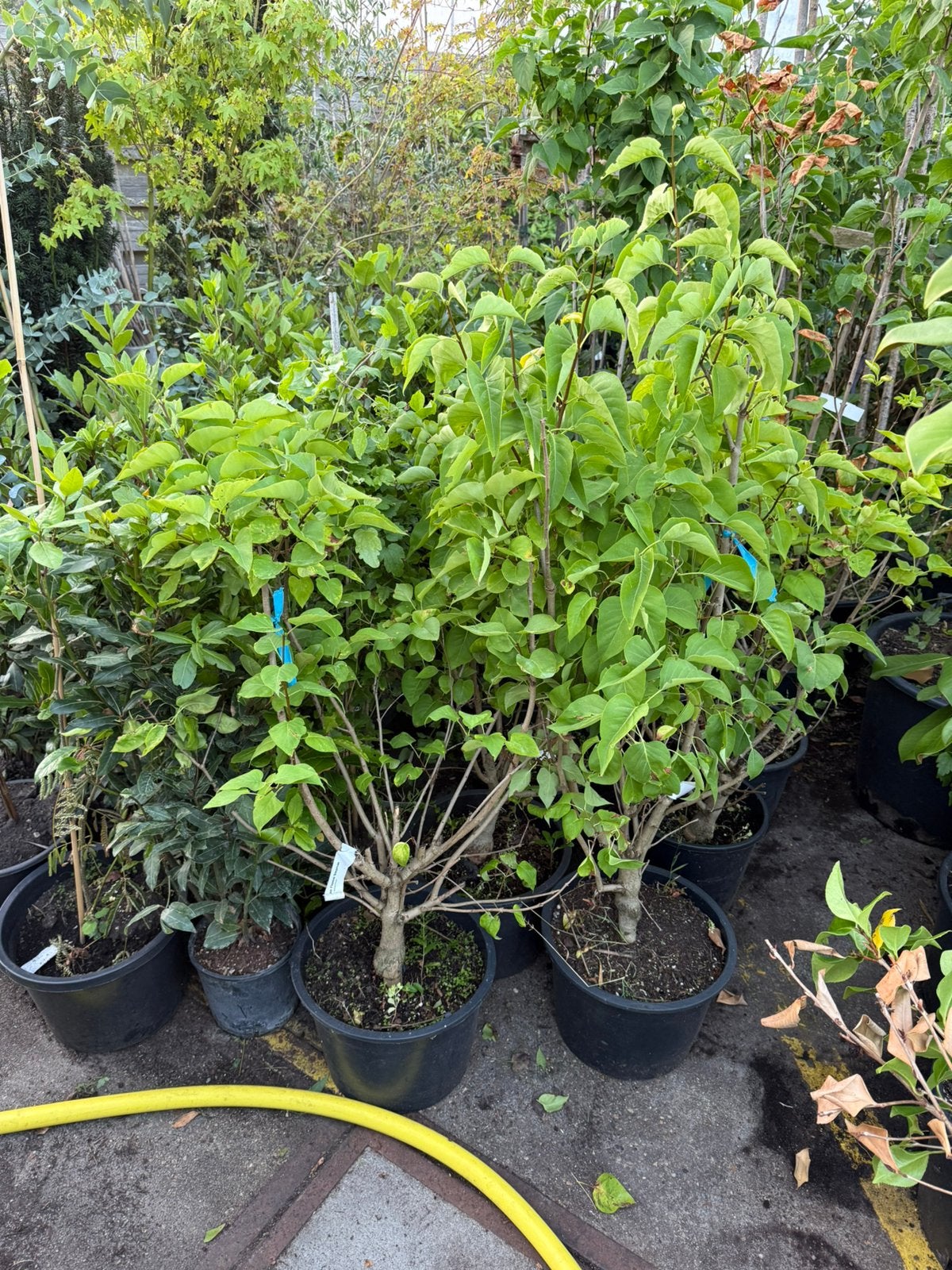 Seringe planten partijtje 10 stuks dikke vertakt stunt, Ophalen, Overige soorten, Minder dan 100 cm