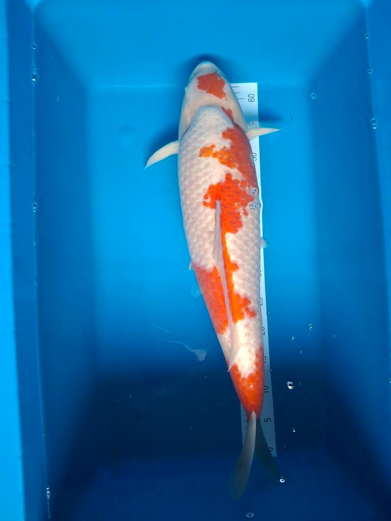 Koi kohaku 70 cm., Dieren en Toebehoren, Vissen | Vijvervissen, Karper of Koi