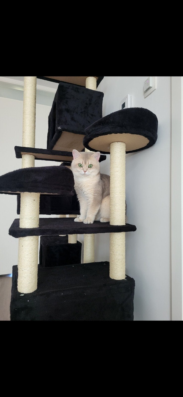 “Britse Korthaar Dekkater Blue Golden Shaded NY11 – Stitch, Dieren en Toebehoren, Katten en Kittens | Raskatten | Korthaar, Kater