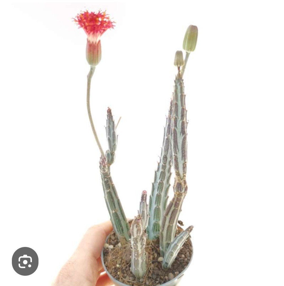 Senecio stapeliiformis stekjes met rode bloempjes, Ophalen of Verzenden