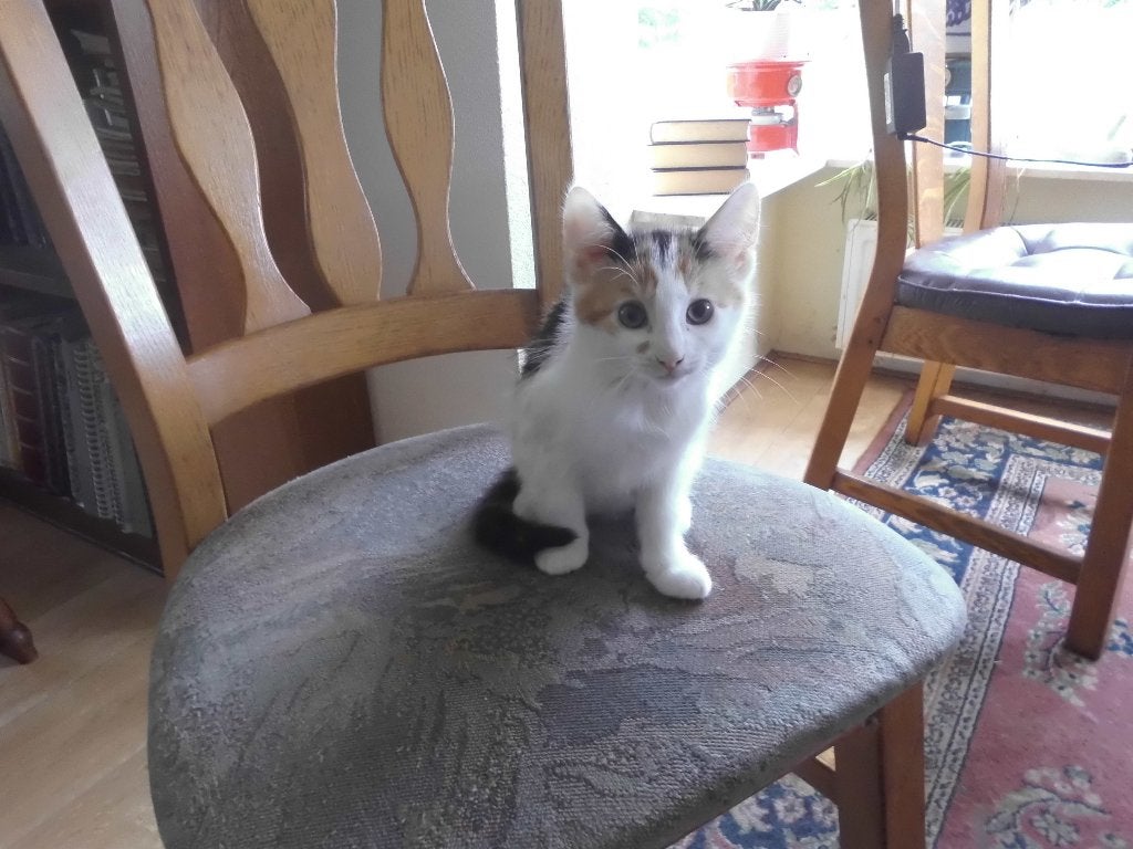mooie lieve kittens, Meerdere dieren, Ontwormd, 0 tot 2 jaar