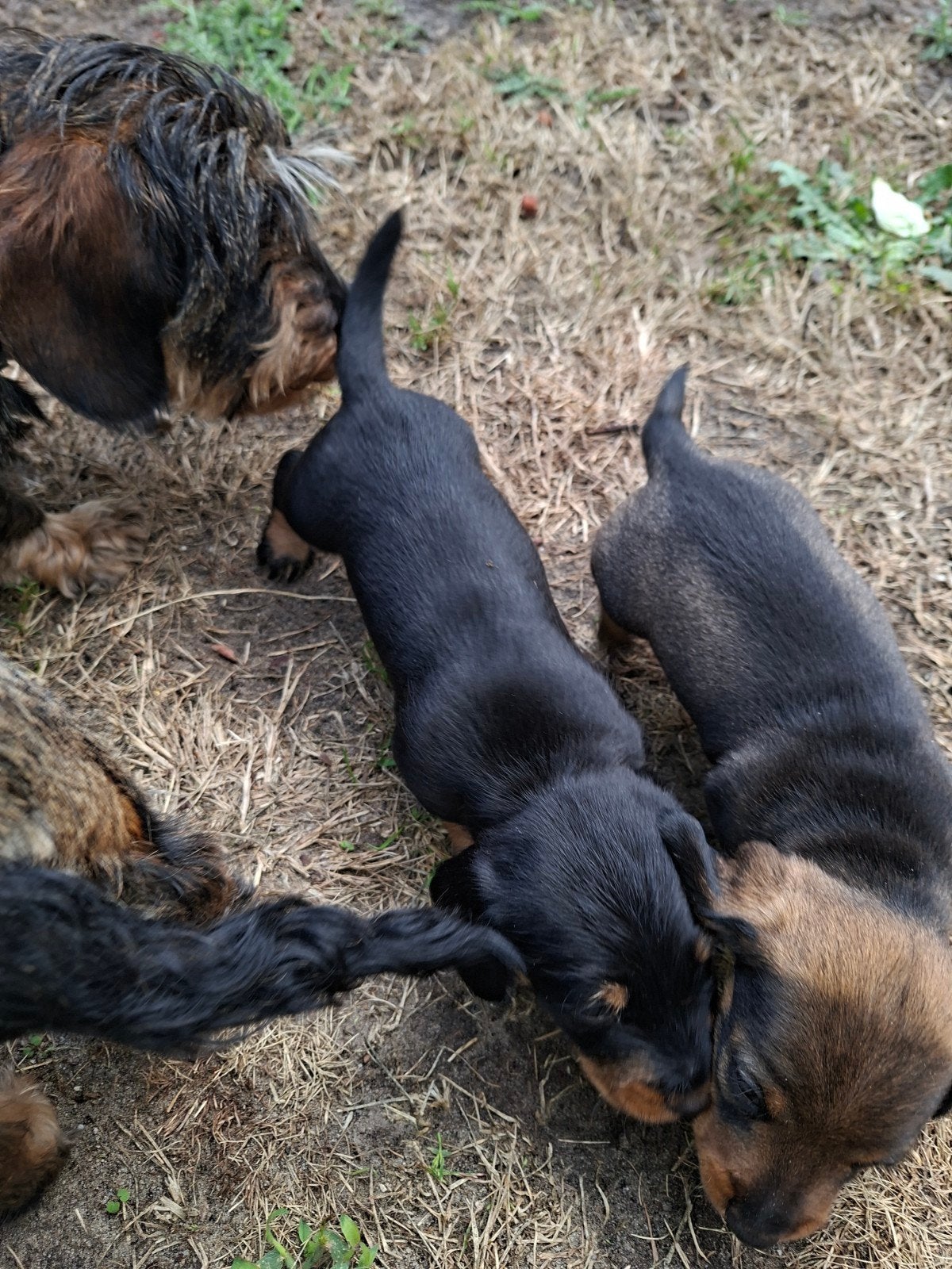 Dwergteckel pup, Reu, 8 tot 15 weken, Dwerg, Eén hond
