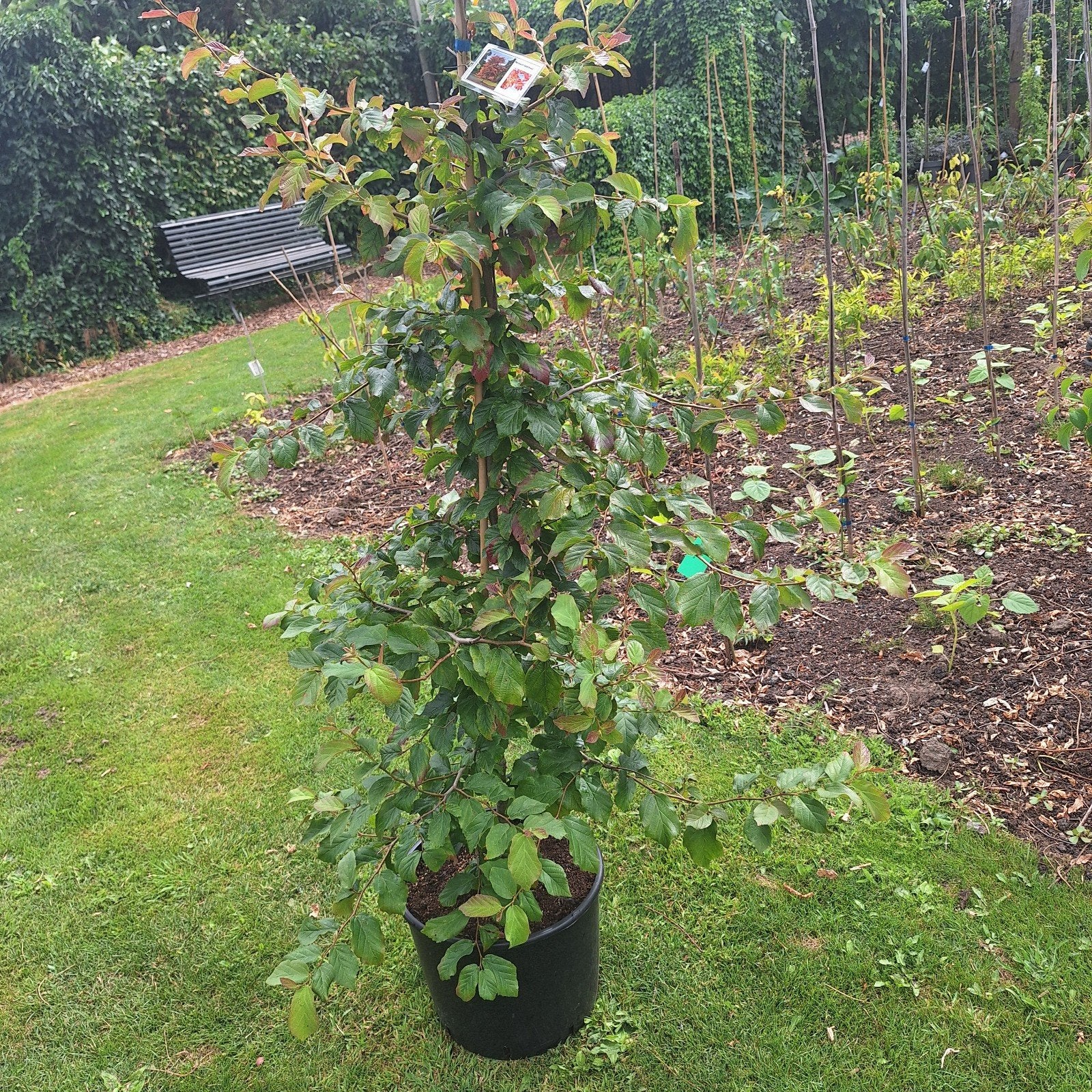 Perzisch IJzerhout - Mooie Herfstkleuren, Tuin en Terras, Planten | Bomen, Bloeit niet, Overige soorten, 100 tot 250 cm, Ophalen